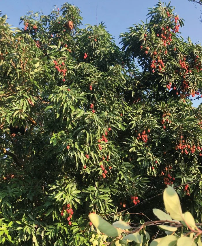 Bikram-Bagh-Mango-Litchi-Tree.jpg