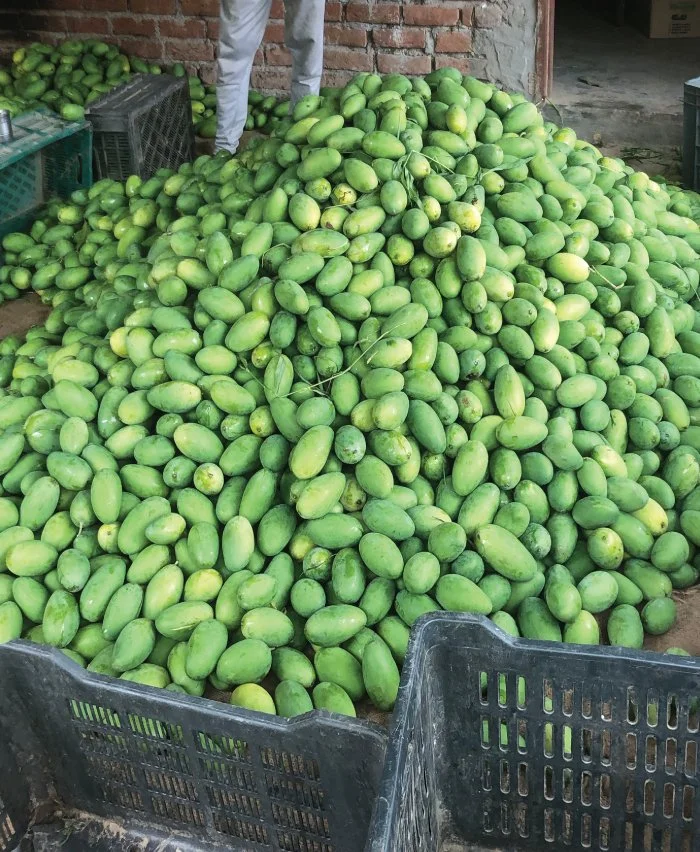 Bikram-Bagh-Mango-Harvest.jpg