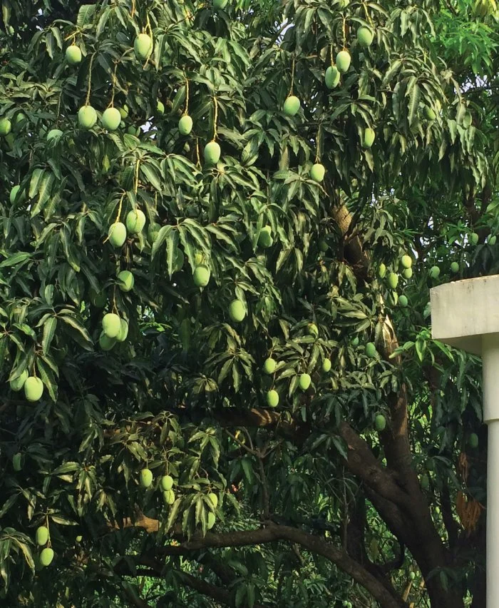 Bikram-Bagh-Mango-Tree.jpg