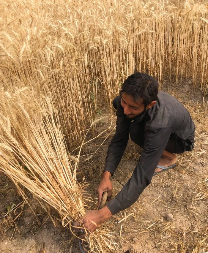 Bikram-Bagh-Wheat.jpg
