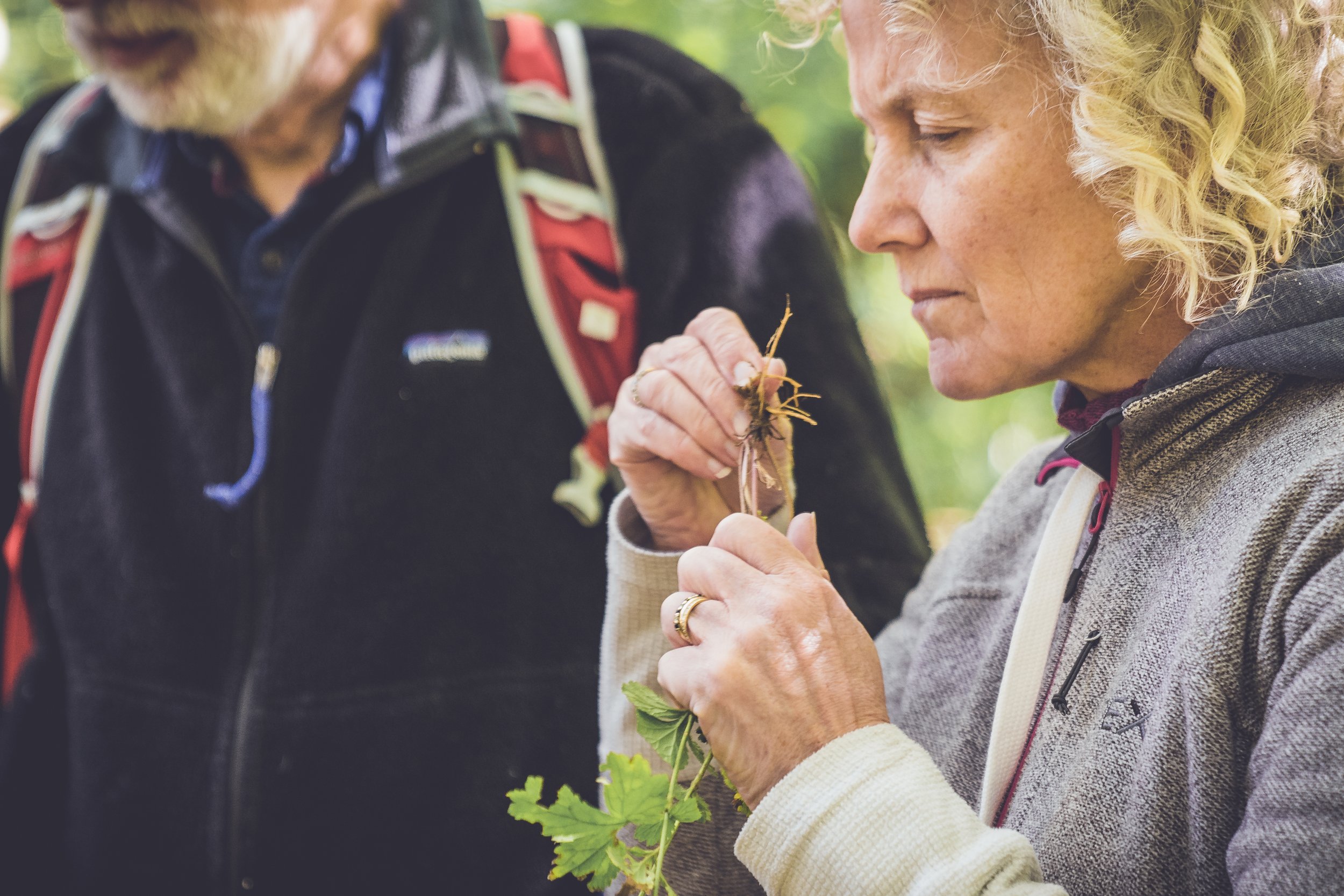 Book Foraging Walks In Bristol | Book Foraging Experiences In ...