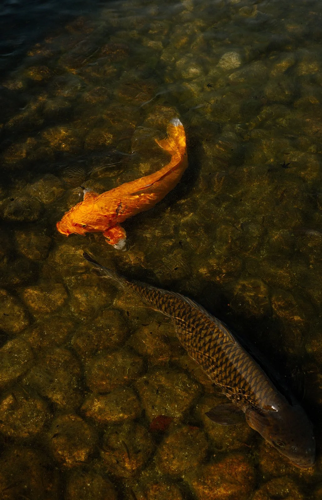tokugawaen-nagoya-proposal-koi-fish-06.jpg