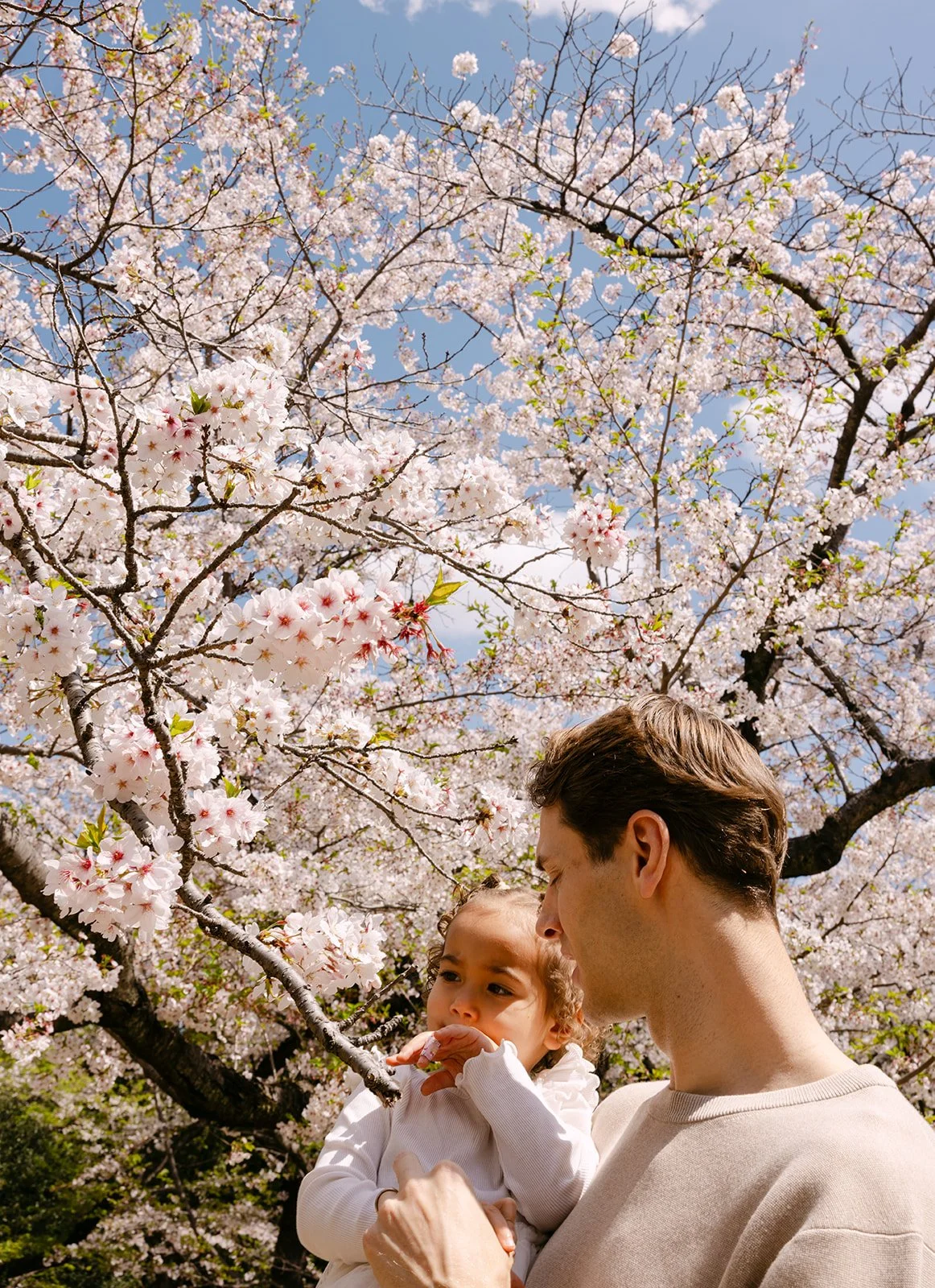 tokyo-family-father-toddler-blossoms-16.jpg