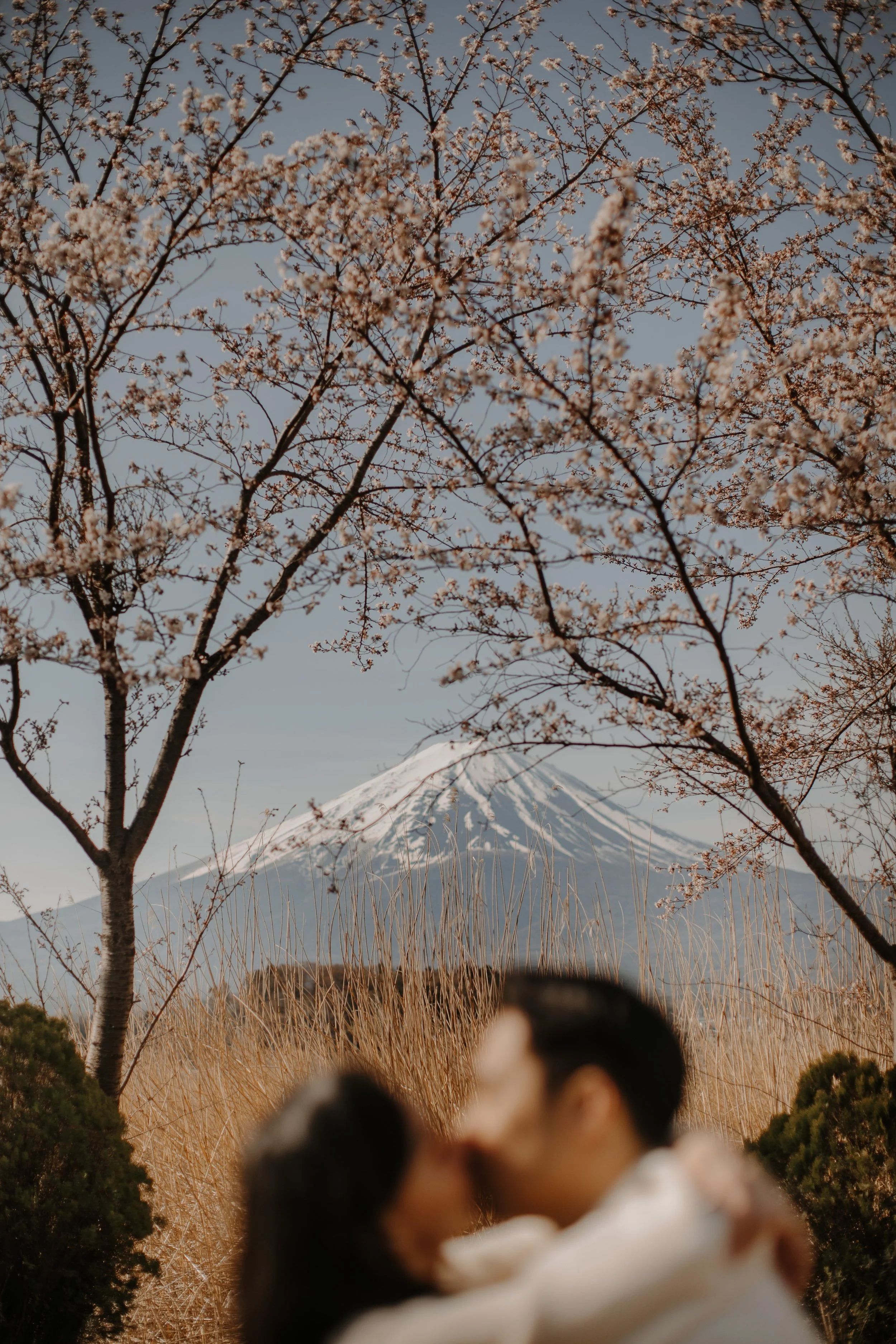 mount-fuji-spring-cherry-blossom-soft-focus-couple-13.jpg