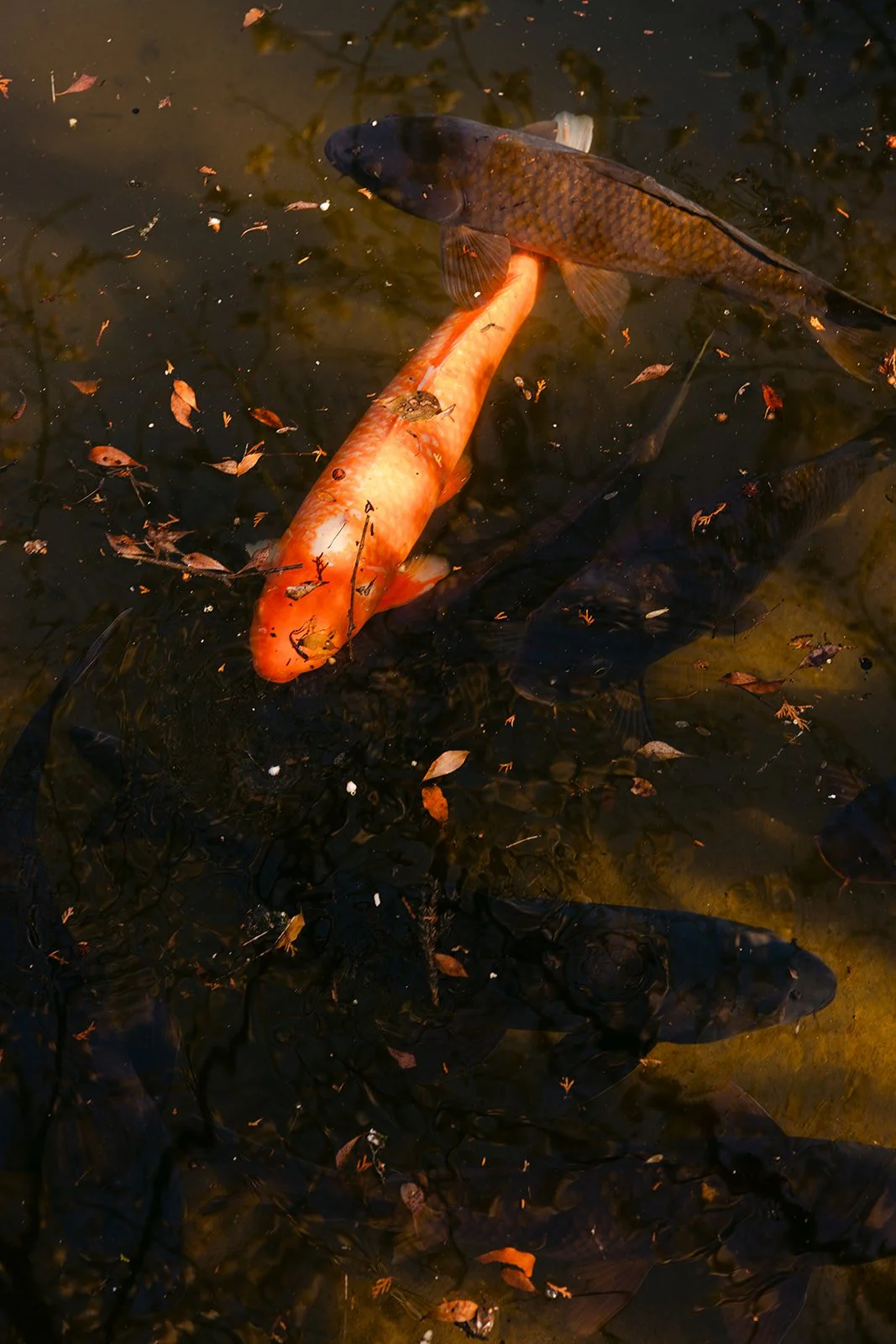 tyson-harroop-daigoji-kyoto-proposal-koi-pond-12.jpg