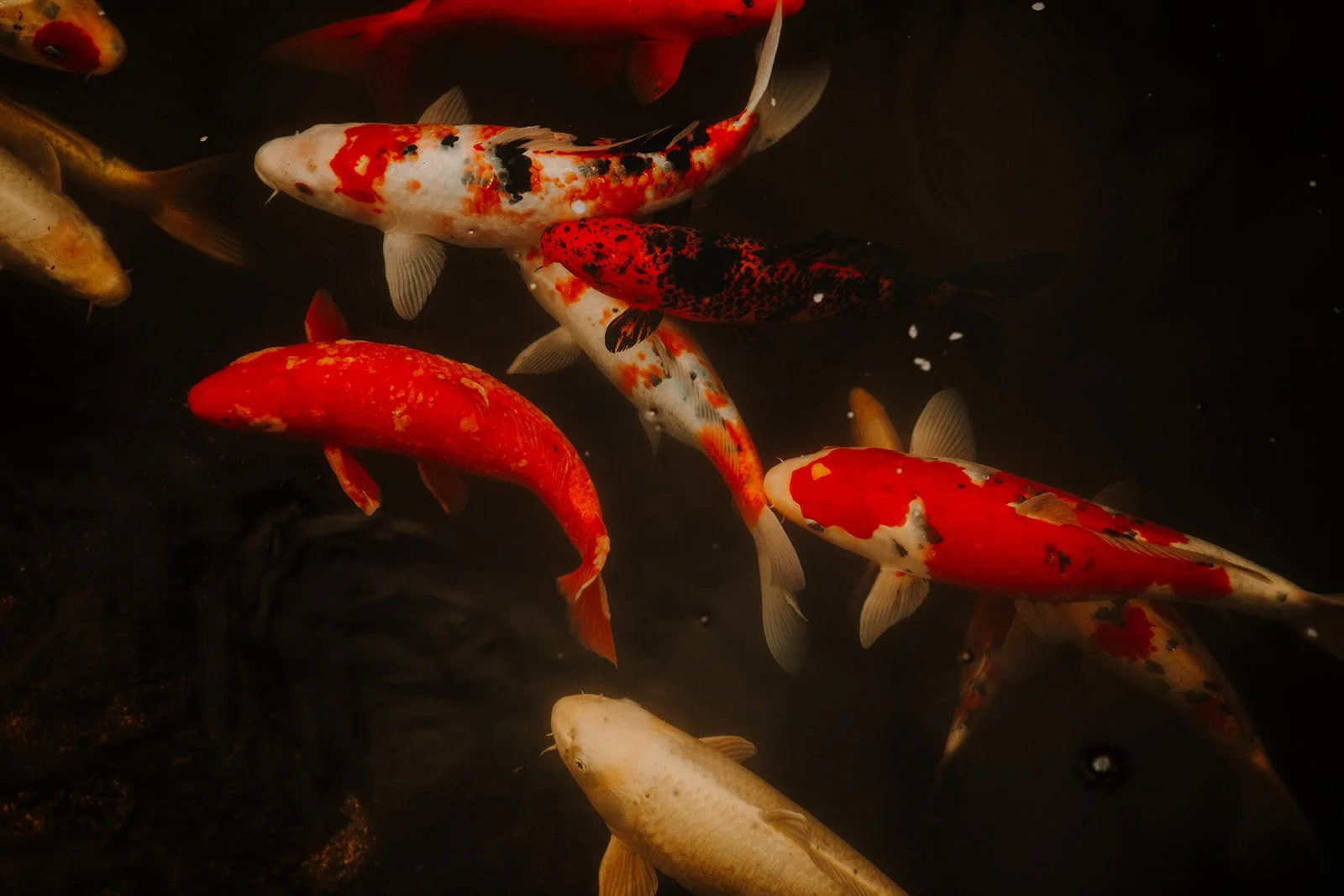 Close-up of orange and white koi fish swimming together in a garden pond.