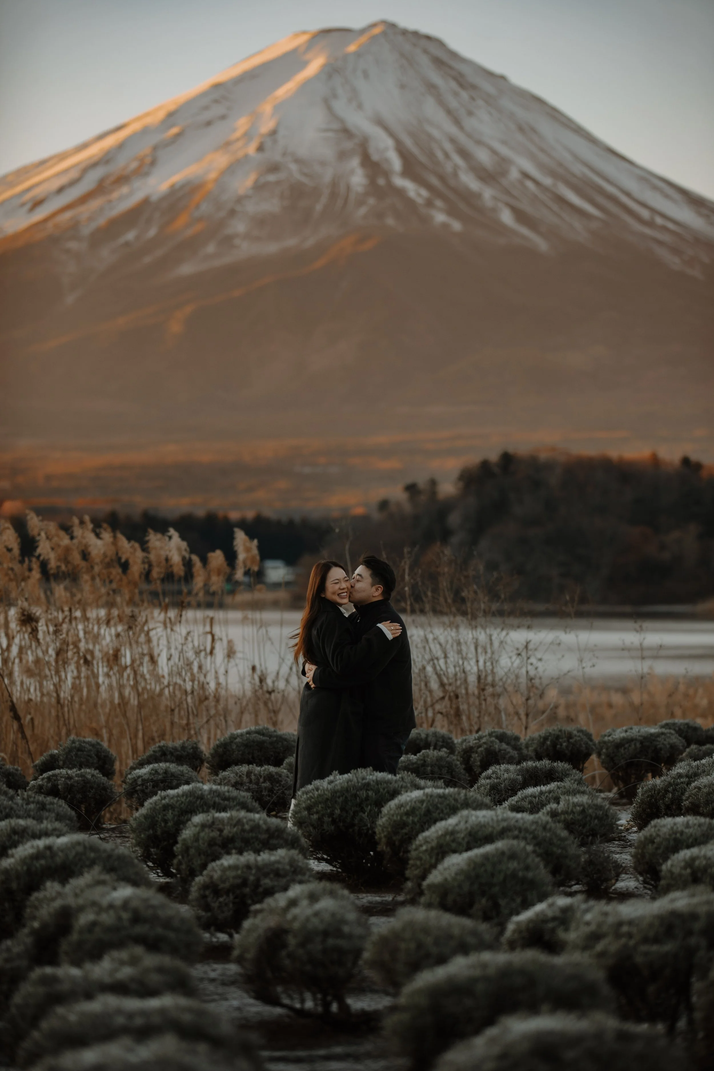 Couple embracing among a lavender field with Mount Fuji glowing at sunset in winter