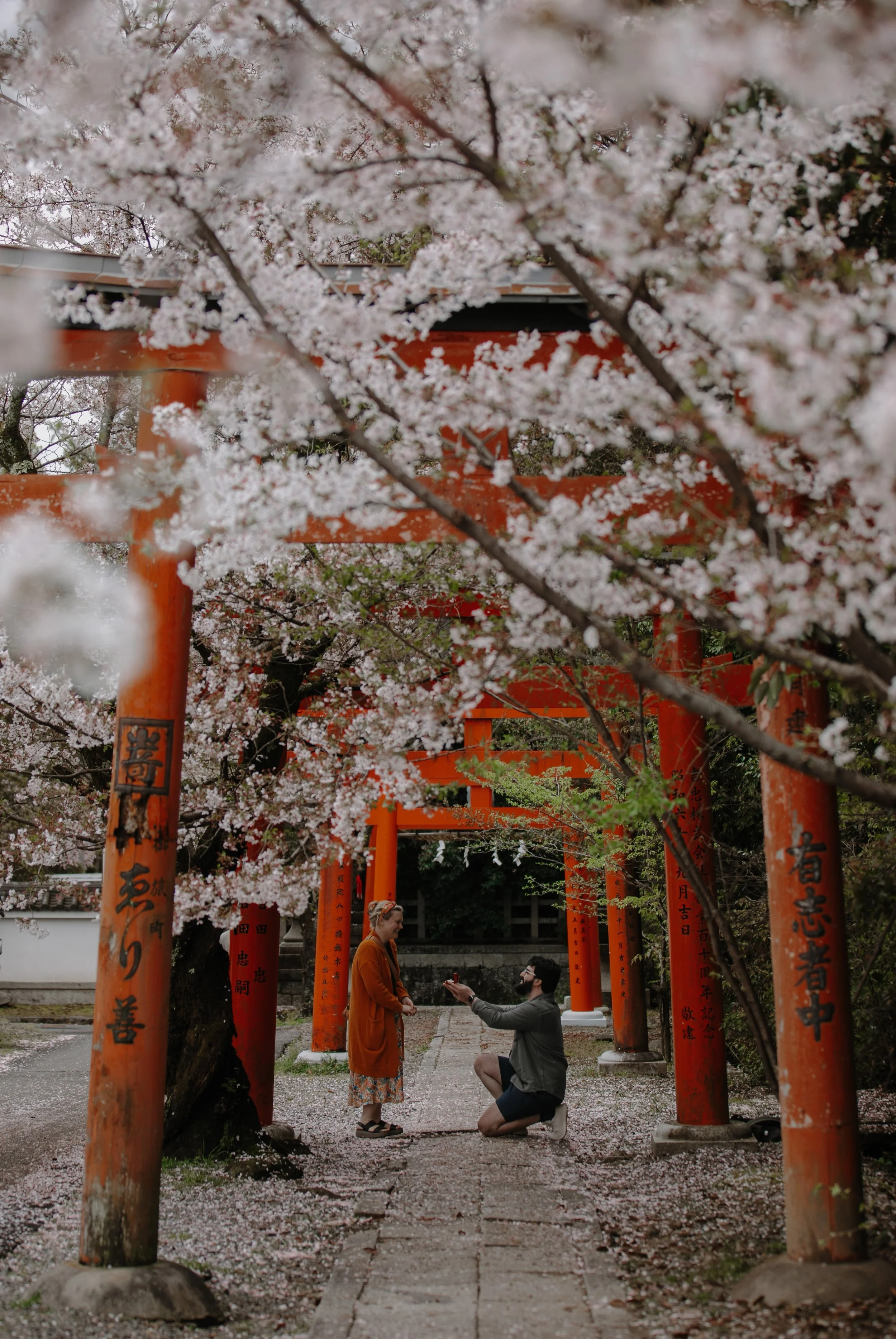 Man kneeling to propose beneath cherry blossoms at a small red torii shrine in Japan, ring box in hand.
