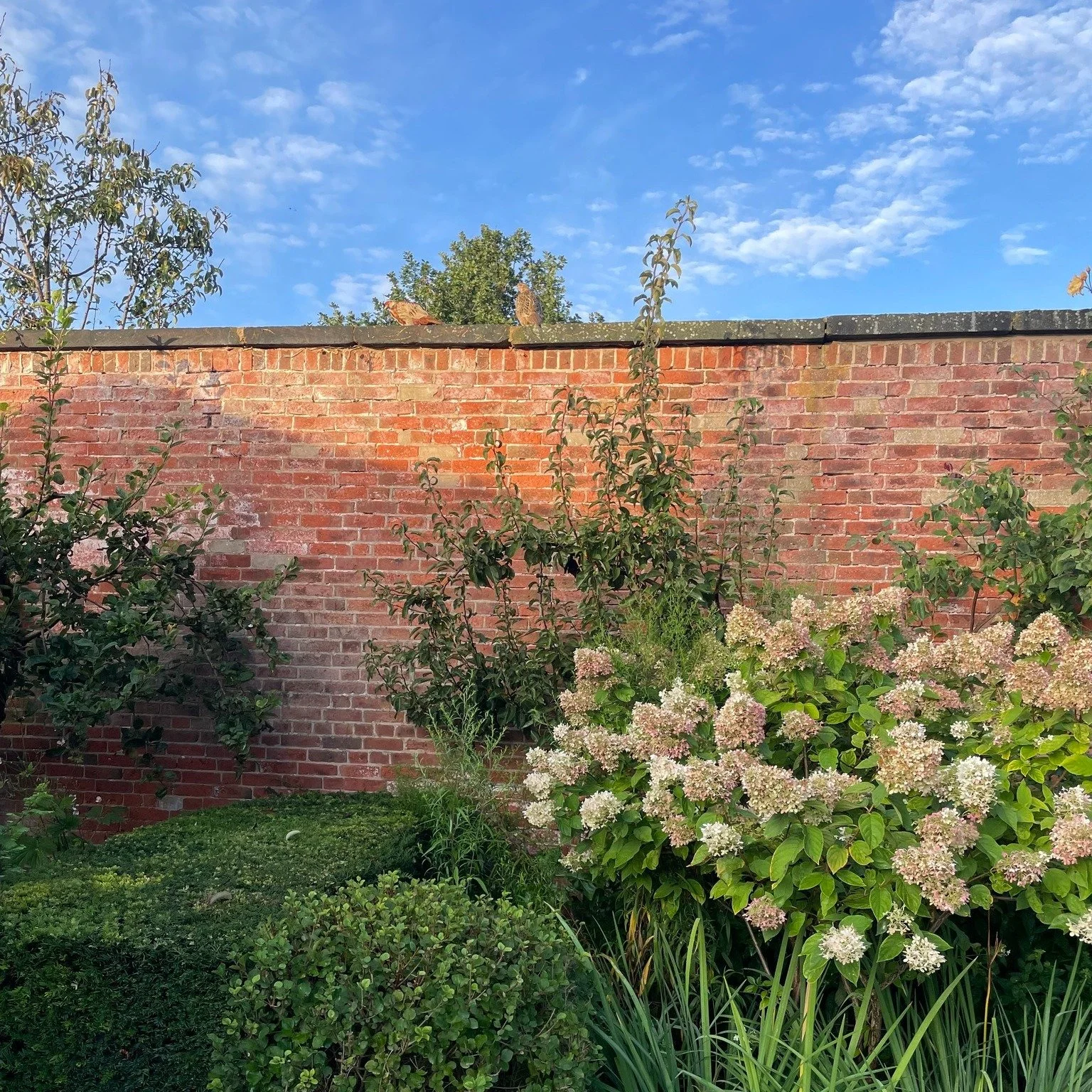 Lately we've been joined by some very special guests - some hidden and others on full display! 

Surprise encounters from pheasants, newts, and frogs remind us just how vibrant our garden is, no matter the season.

Pheasants are particularly noticeab