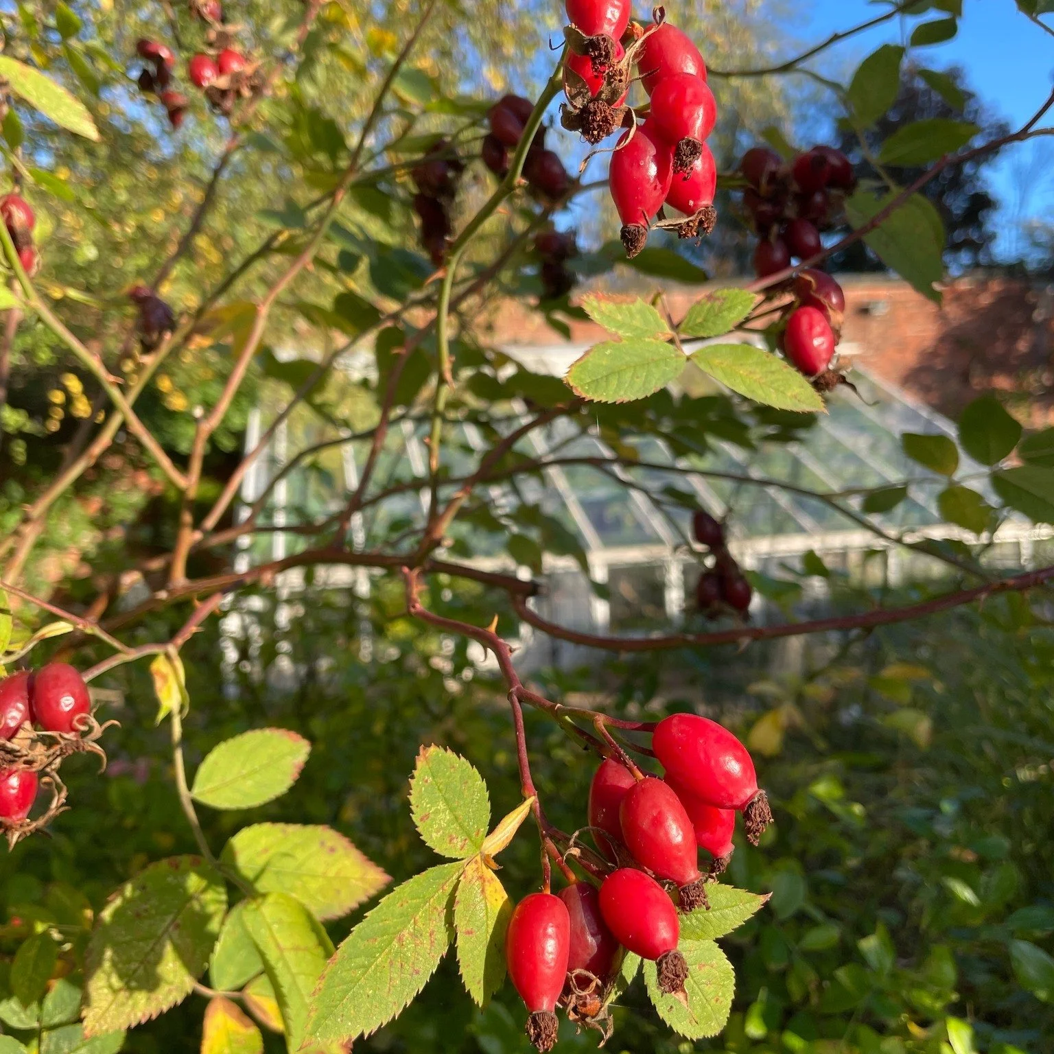October in the garden and we're settling into the slower days and softer colours as the clocks go back🍂
Our gardeners have been busy giving the borders a little refresh - finding new spots for some of our plants and moving some of them around. We h