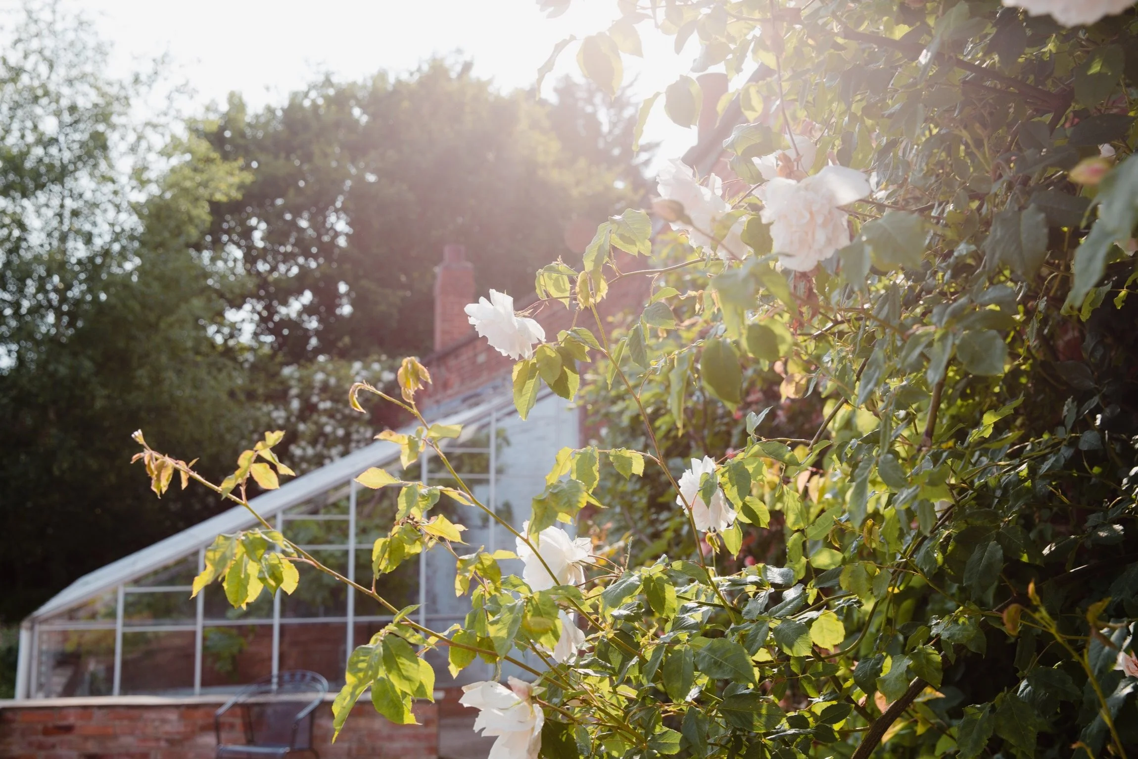 Sunlight shining through white flowering branches next to the glass greenhouse.