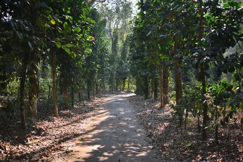 Excelsa+trees+.jpg