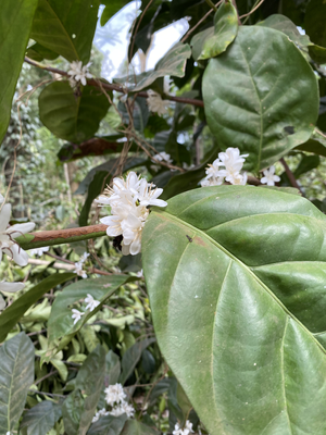 Excelsa+Flowering.png