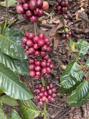 MM+Robusta.jpg