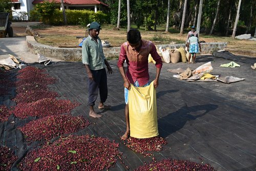 Robusta+on+the+yards.jpeg
