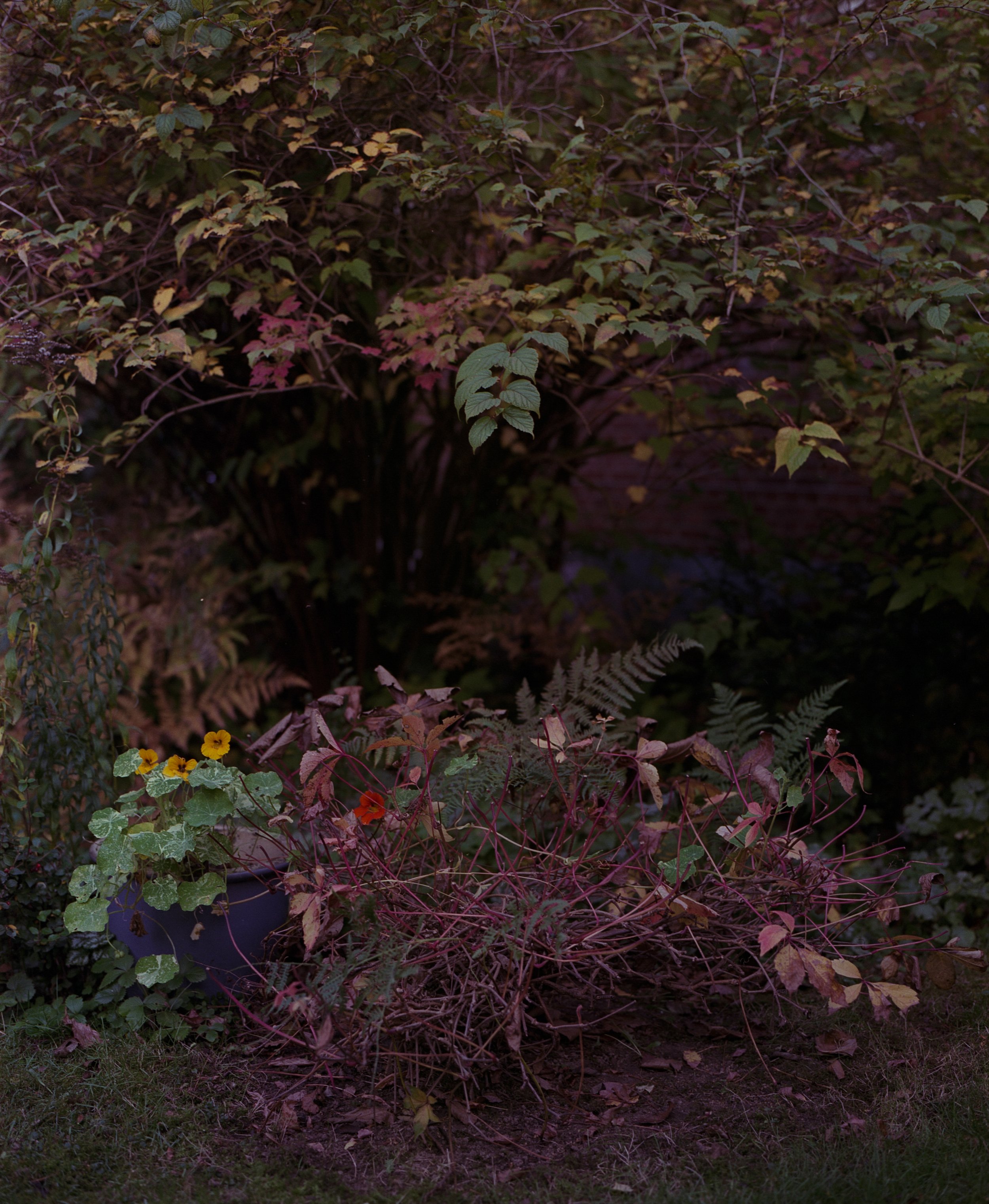  In Her Garden, 2018 