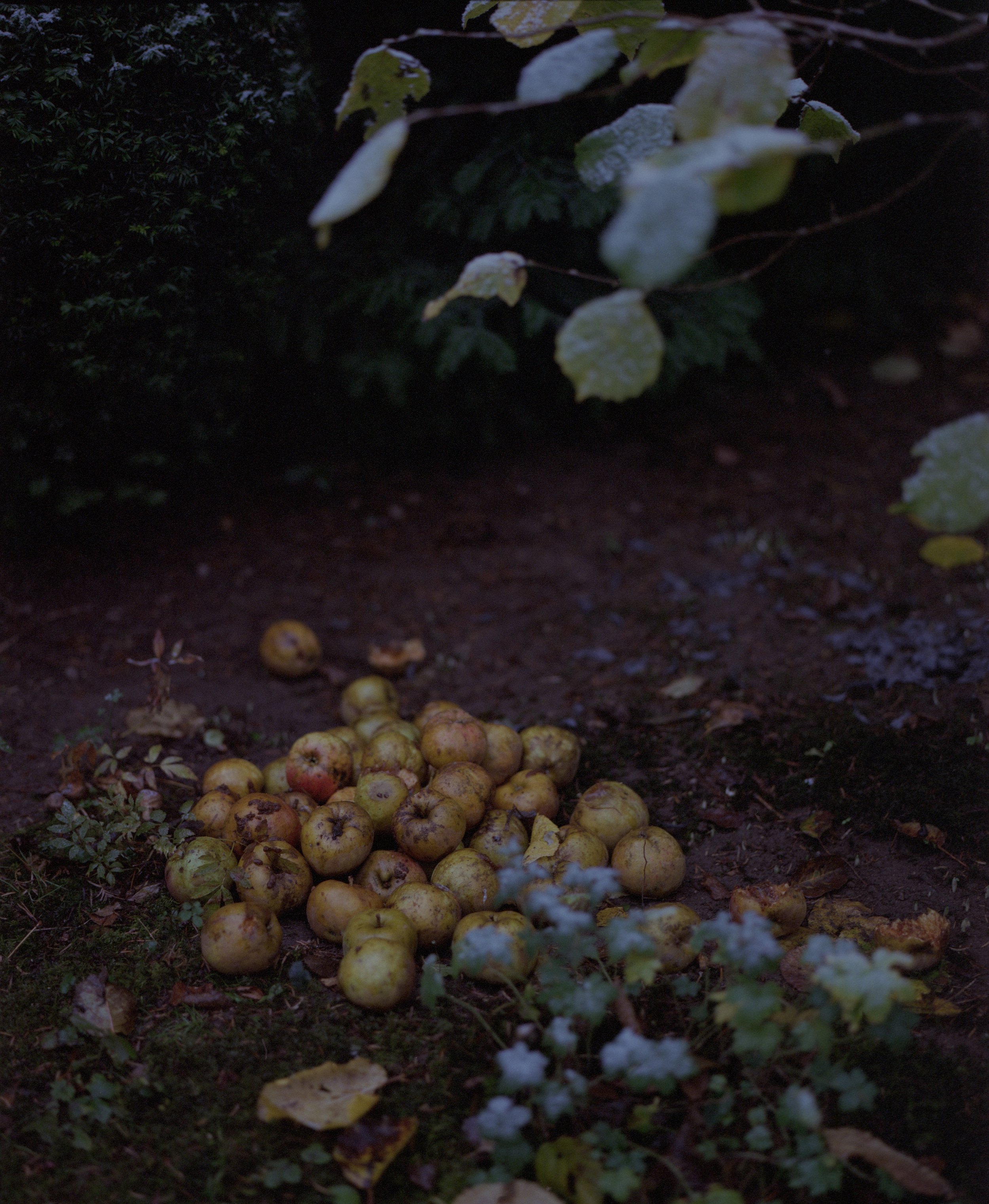 In Her Garden, 2020
