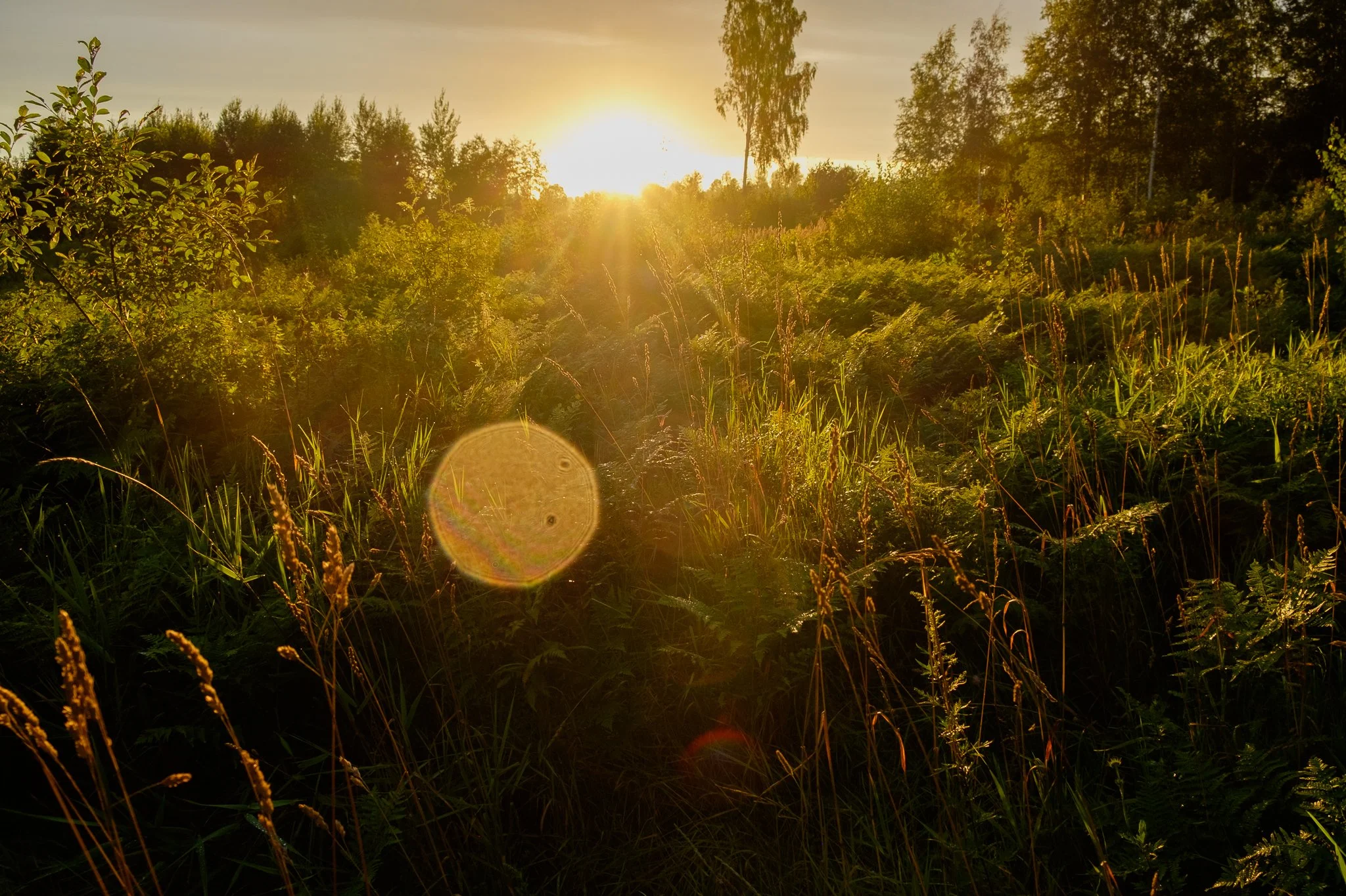 Nursipalu laienduse vastu koos 2000 allkirja