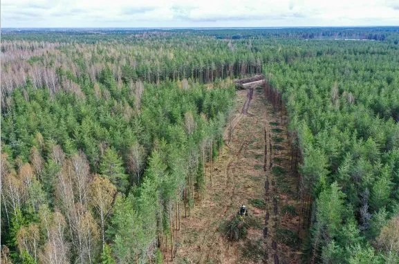 Nursipalu metsa neljarajaline maantee? Kohus pani raie seisma&nbsp;
