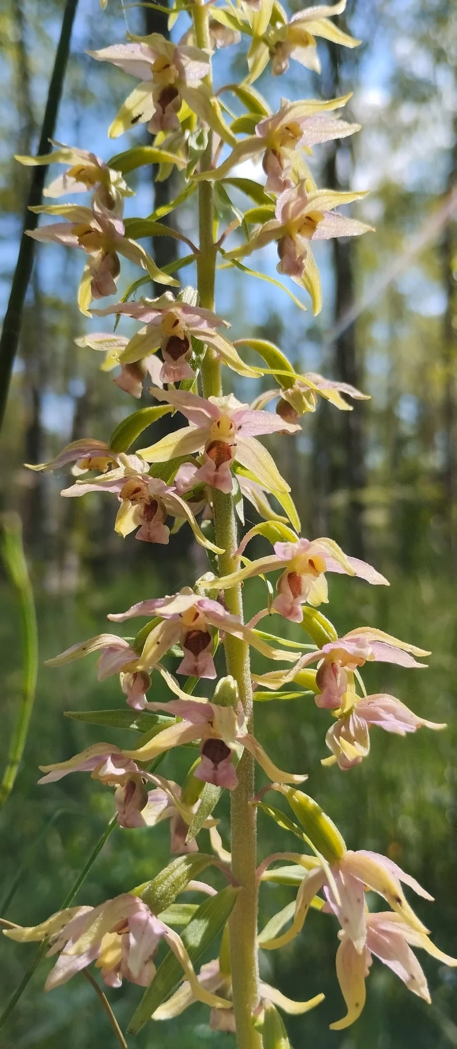 MTÜ esitas Keskkonnaametile 16 492 uut kaitsealuse liigi kirjet