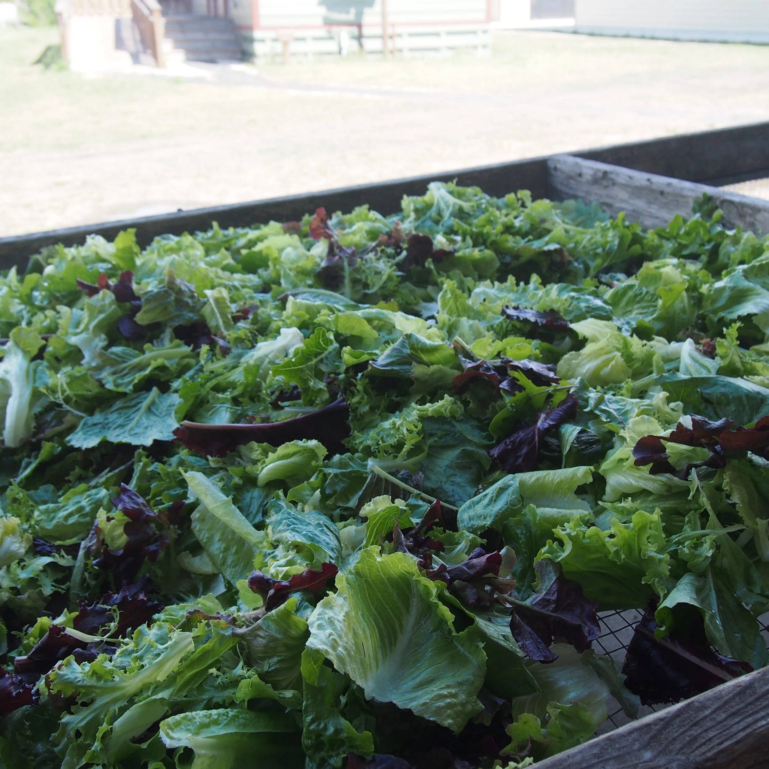 Lettuce Mix — Kai-Kai Farm - Produce - Farm Dinners - Weddings & Events ...