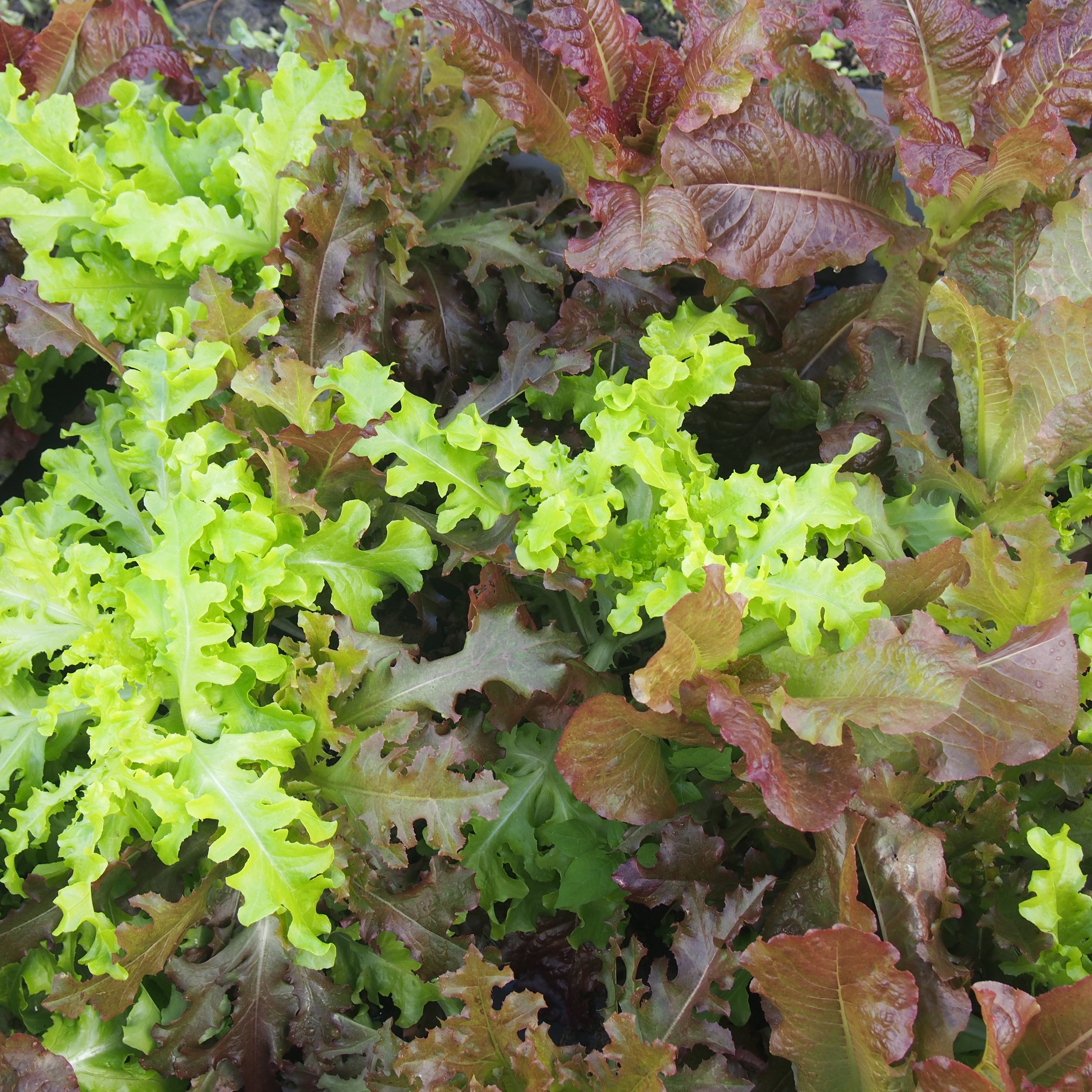 Spring Mix.JPG