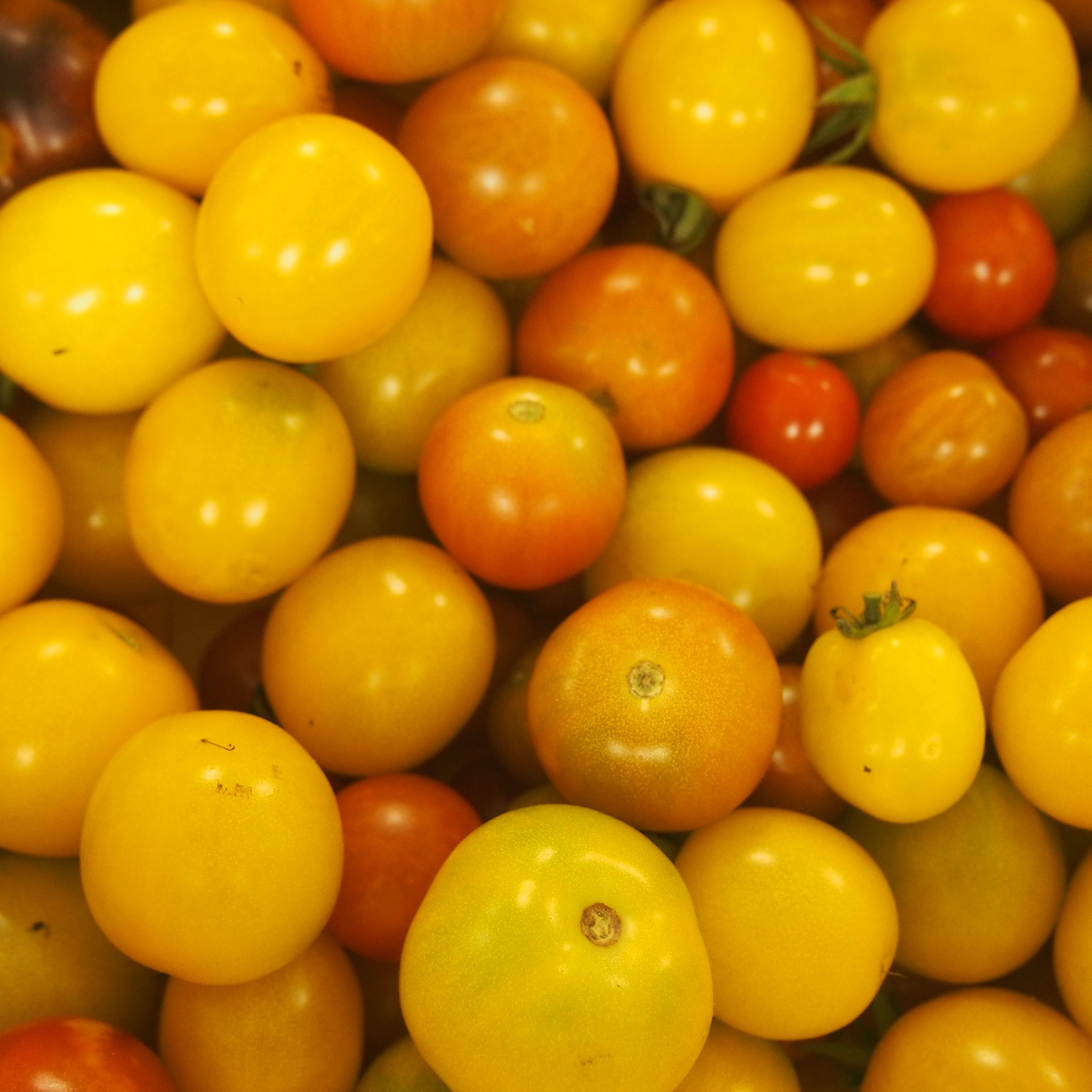 grape tomato 2.JPG