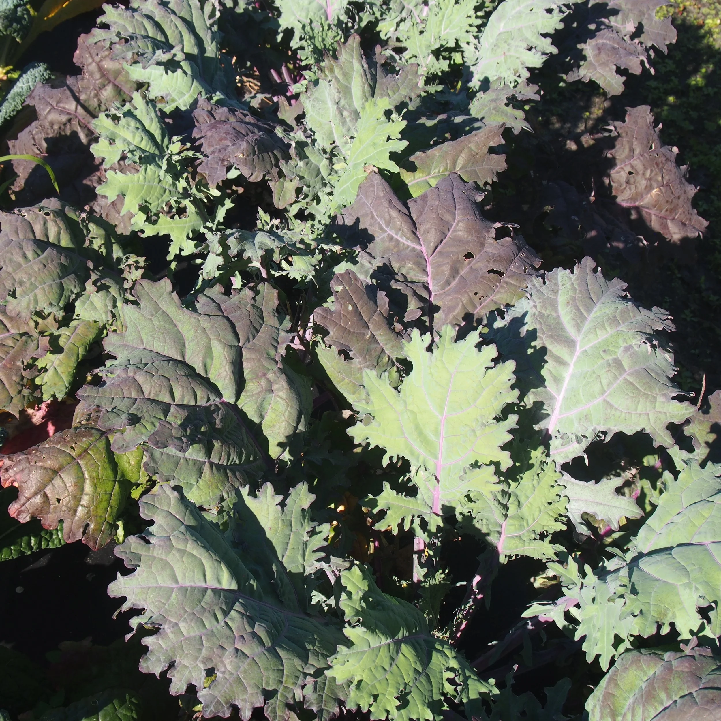 Kale, Red Russian — Kai-Kai Farm - Produce - Farm Dinners - Weddings ...
