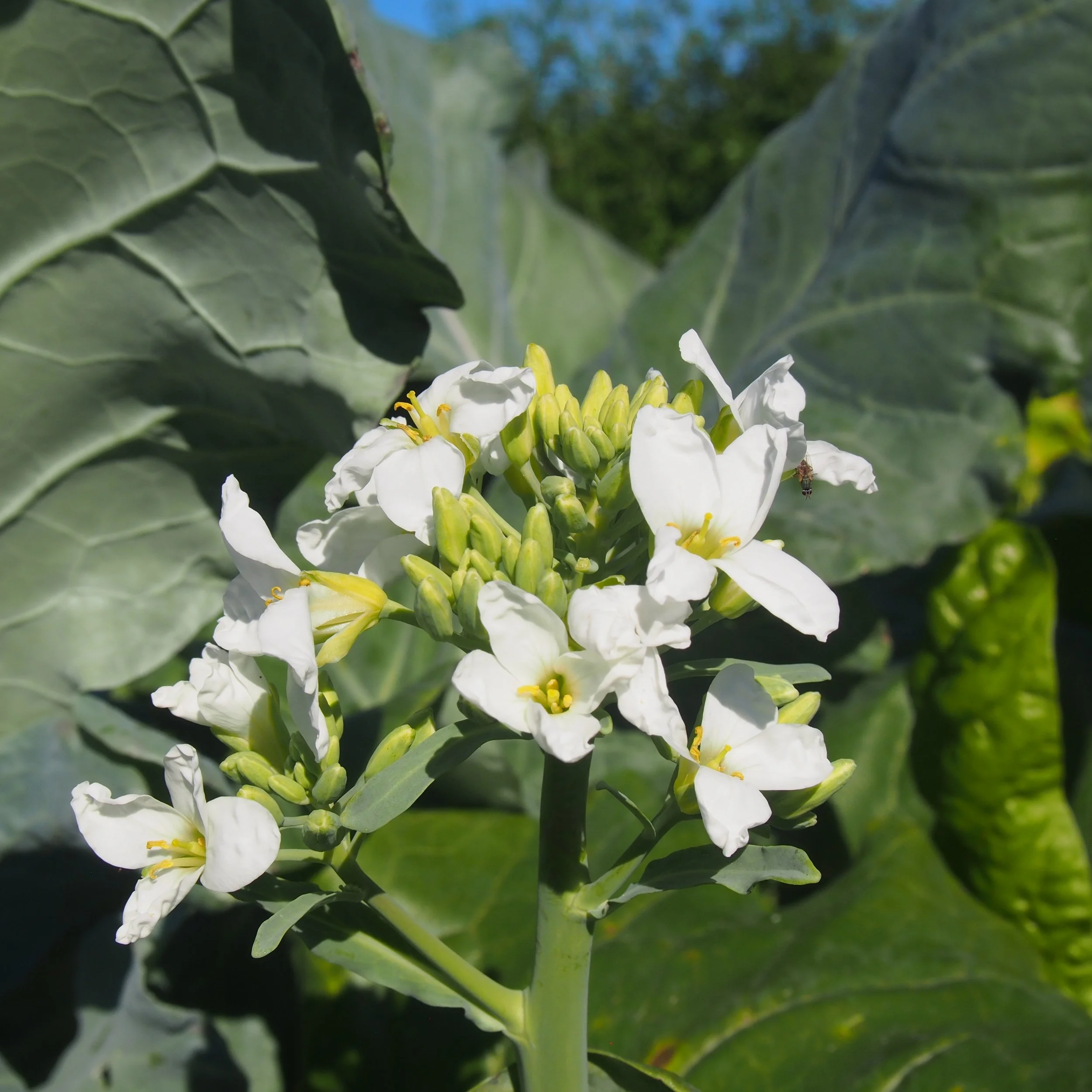 Broccoli, Chinese — KaiKai Farm Produce Farm Dinners Weddings