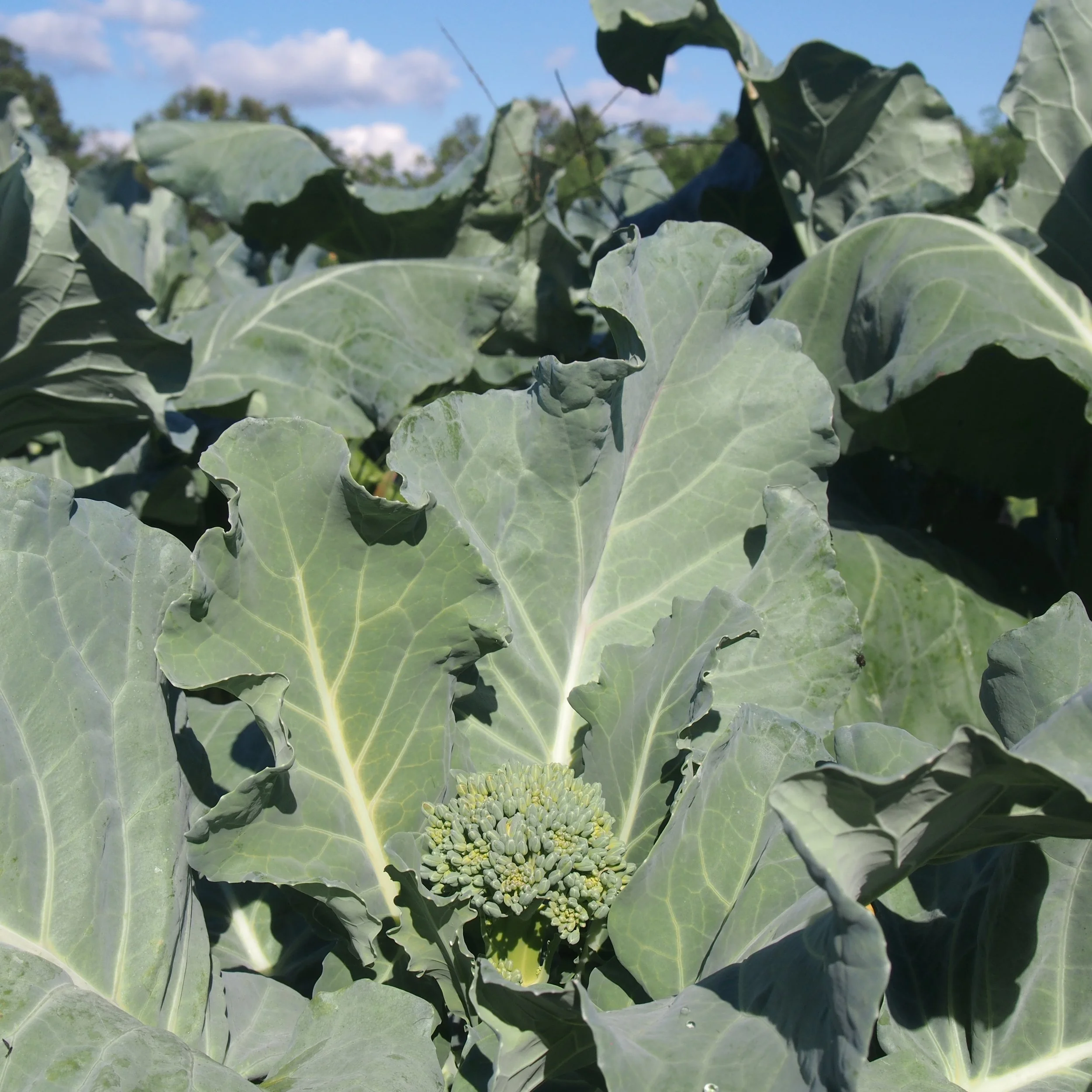 Broccoli, Chinese — KaiKai Farm Produce Farm Dinners Weddings