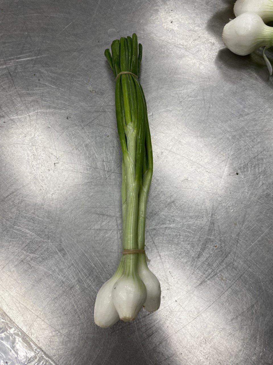 Spring Onion.jpg