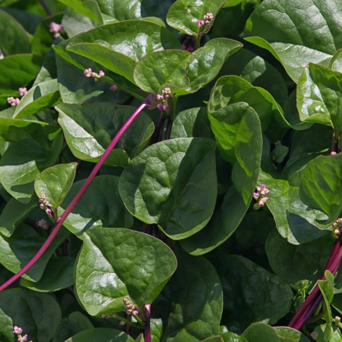 Red Malabar Spinach