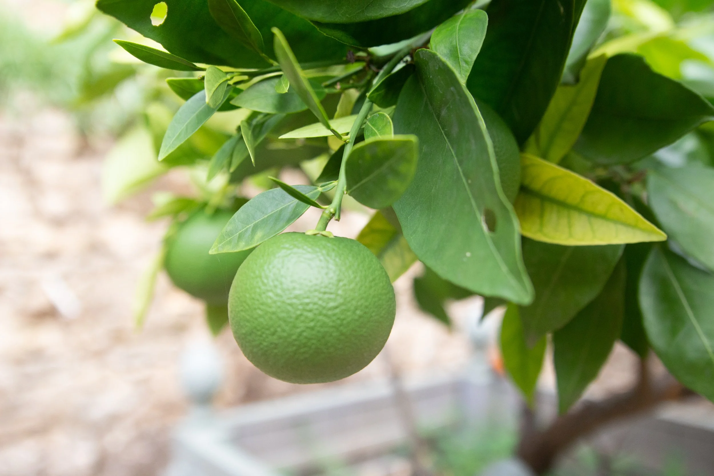 Périgord-Citronnier_Marilou Perino (1).jpg