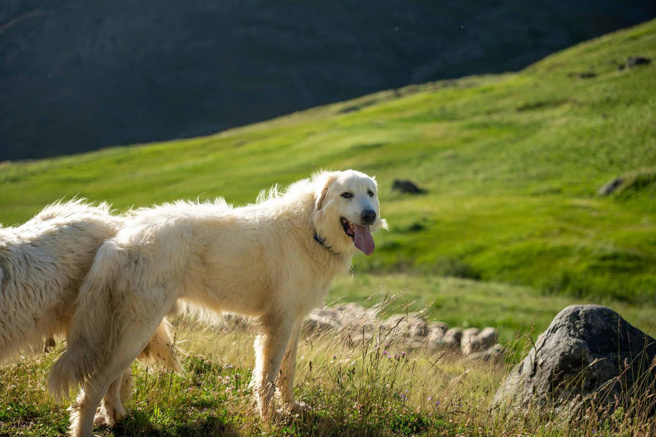 Montagne-été-2023_Marilou Perino-13.jpg