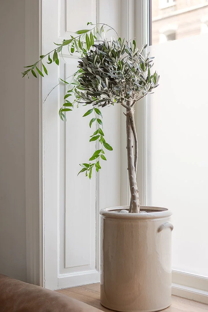 Olivträd i kruka i fönster med träspeglar.