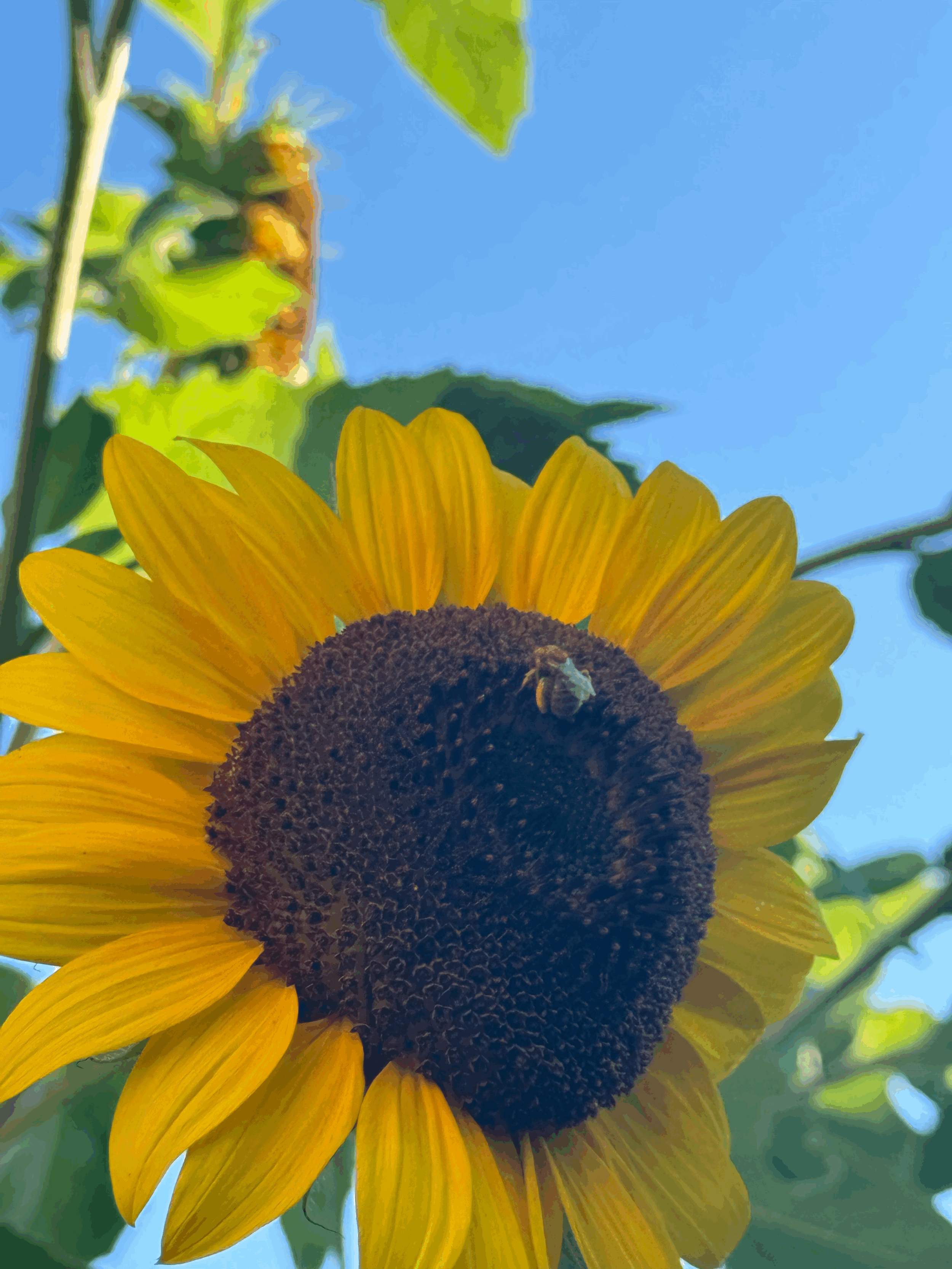 Solar Eclipse Forest Sound Bath