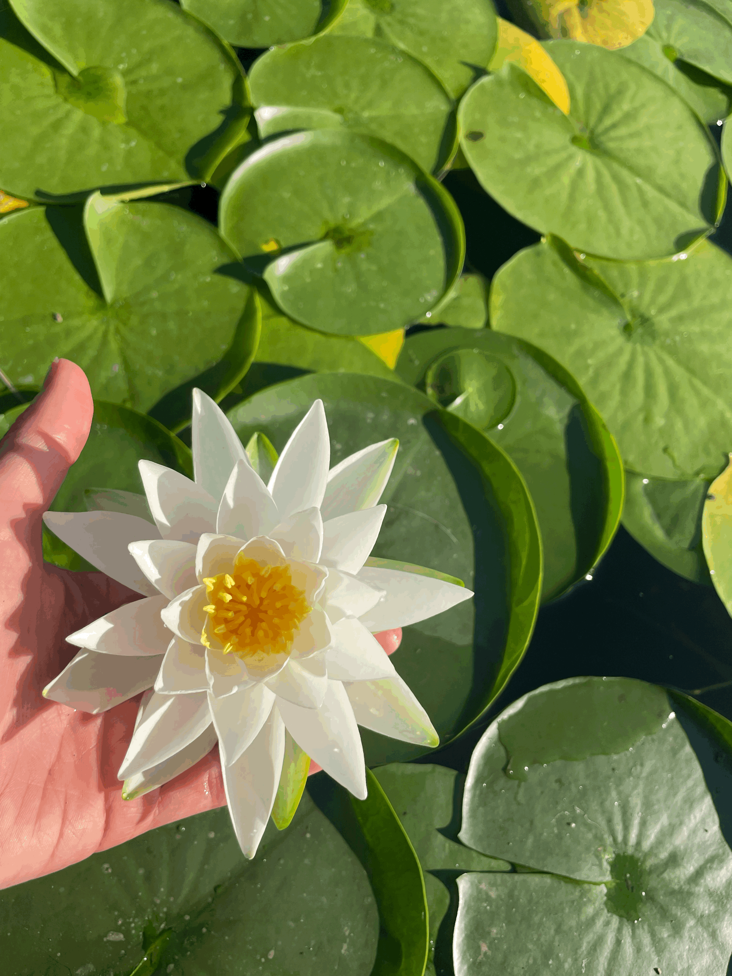 Inner Calm Meditation & Sound Bath