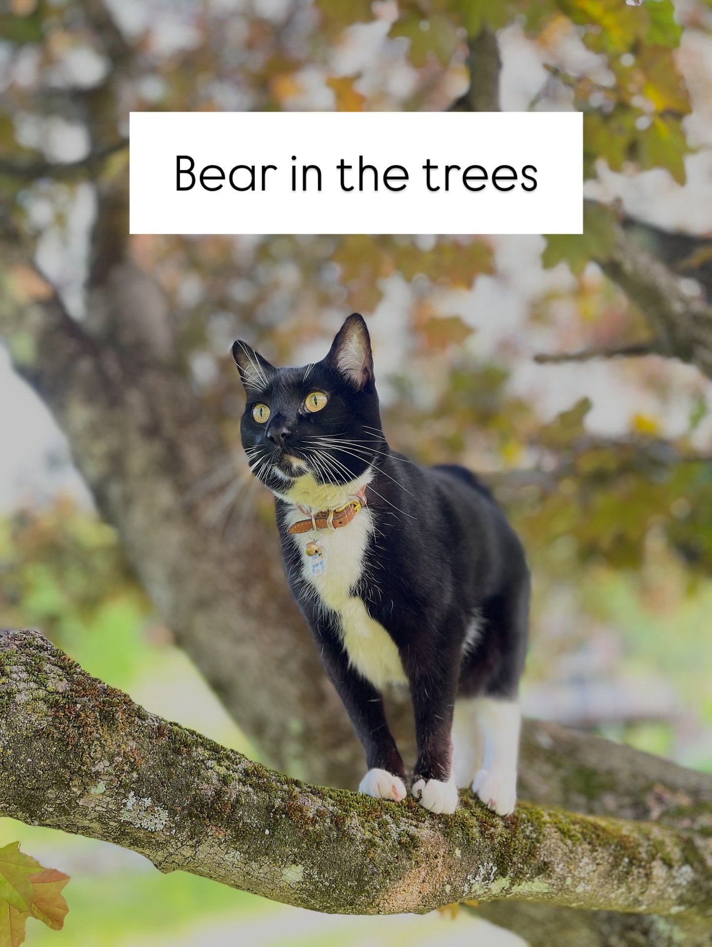 Bear is one of the two concierges at Willow. She follows us on walks and loves posing for the camera. She is celebrated by her many visitors and fans from around the globe. The other concierge goes by the name of Scratch. He is shy but is known for g