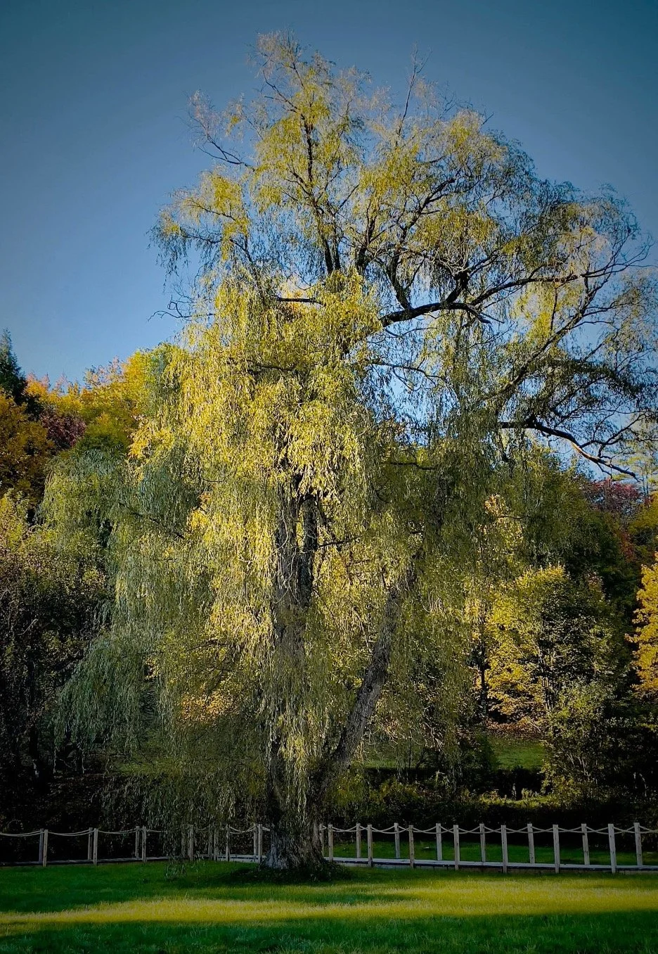 Willowphoto4.jpg