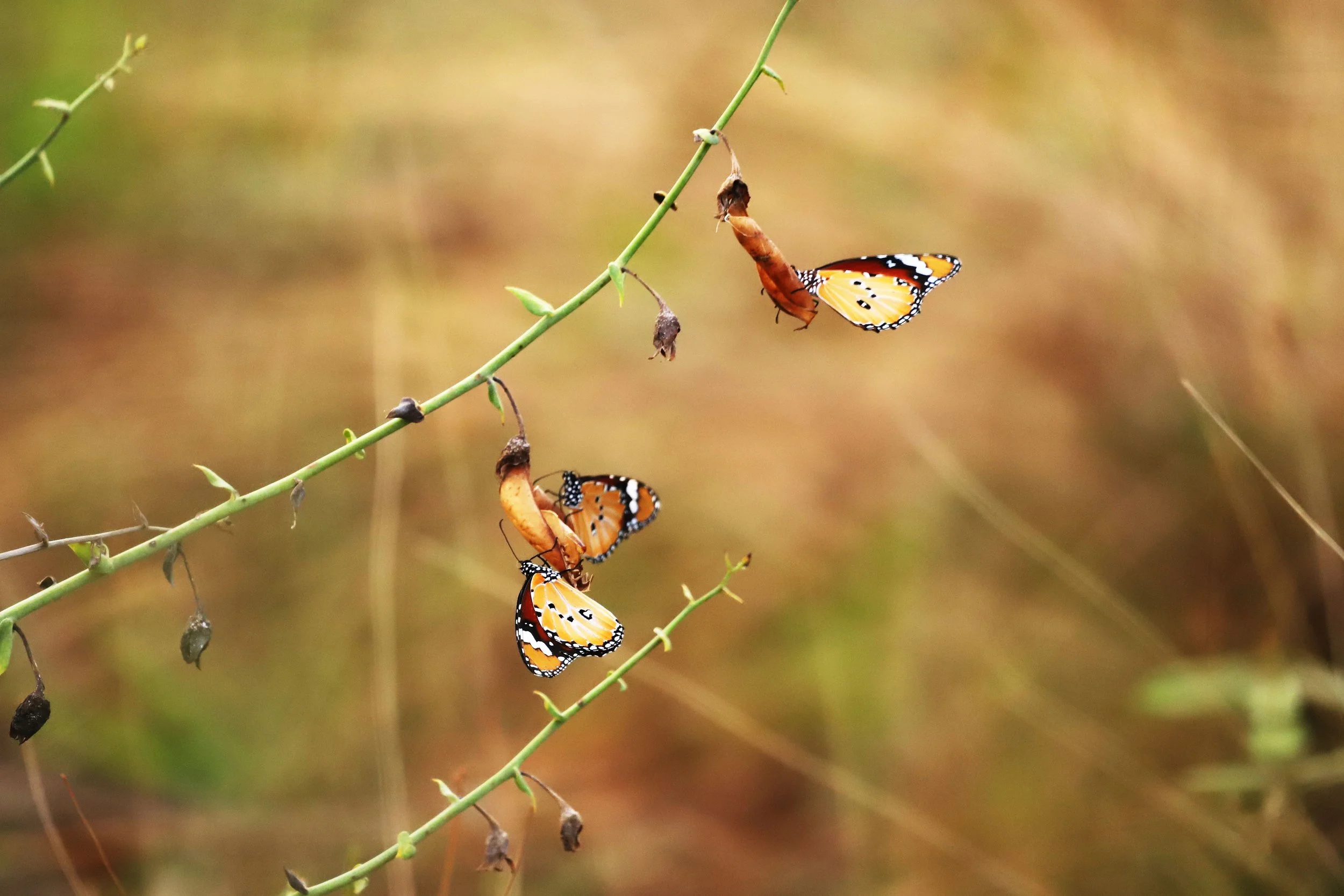 Cozy Chrysalis Retreat