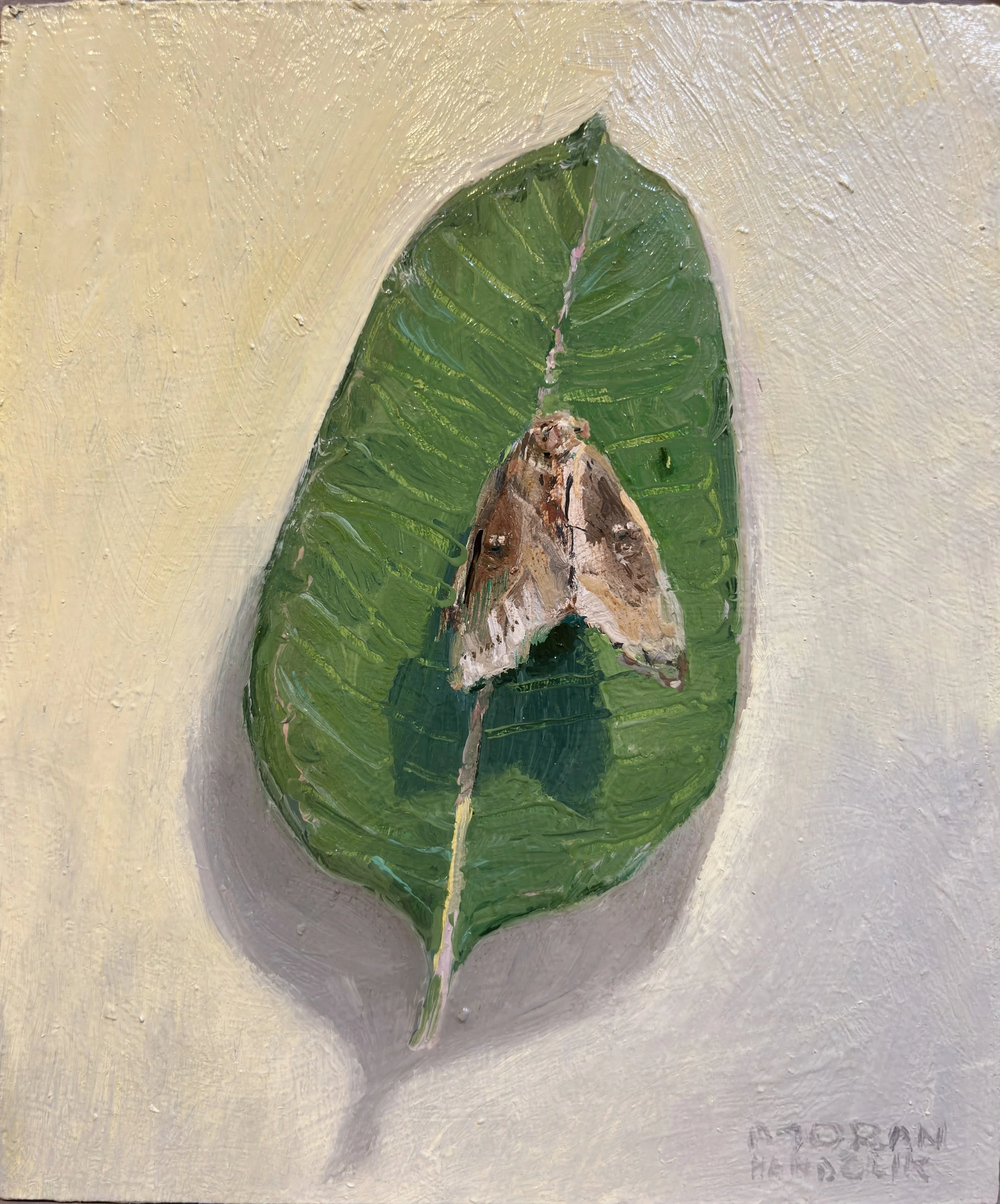 Moran-Handzlik-Moth-light-and-Milkweed.jpeg