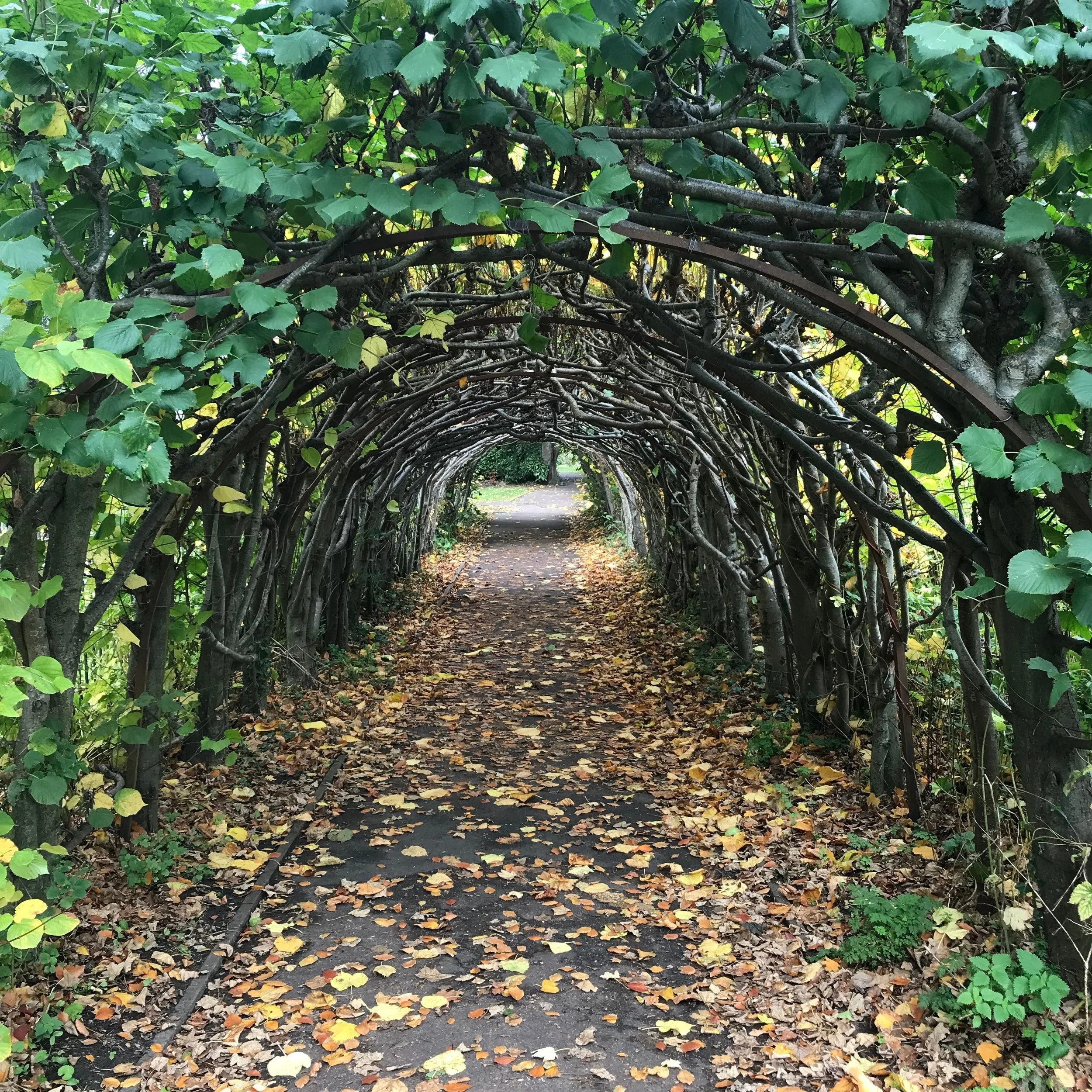 A natural tunnel of vines opening toward light, a symbol of a Portal in somatic and psychedelic-assisted psychotherapy in Minneapolis.