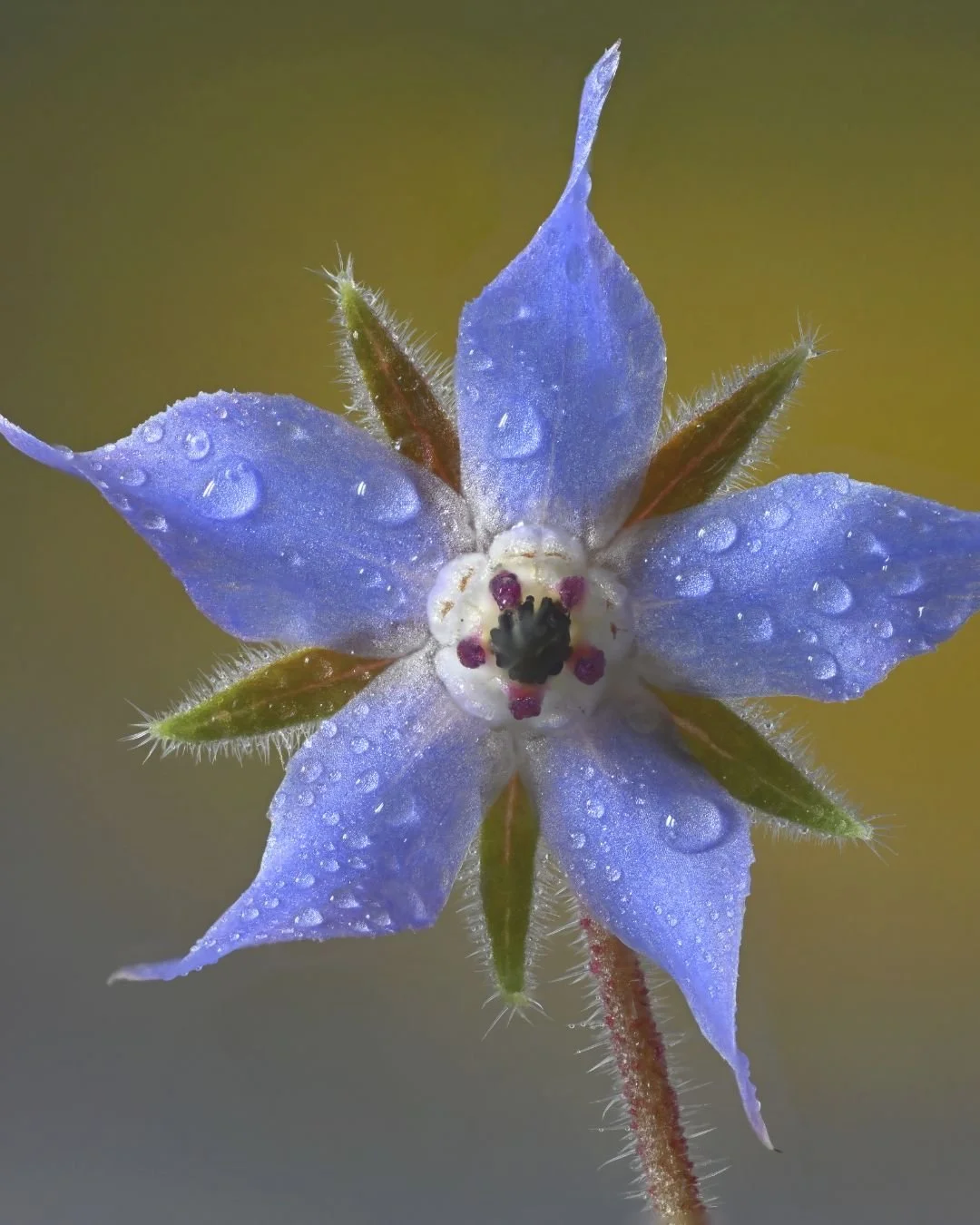 It's Borage, Baby!