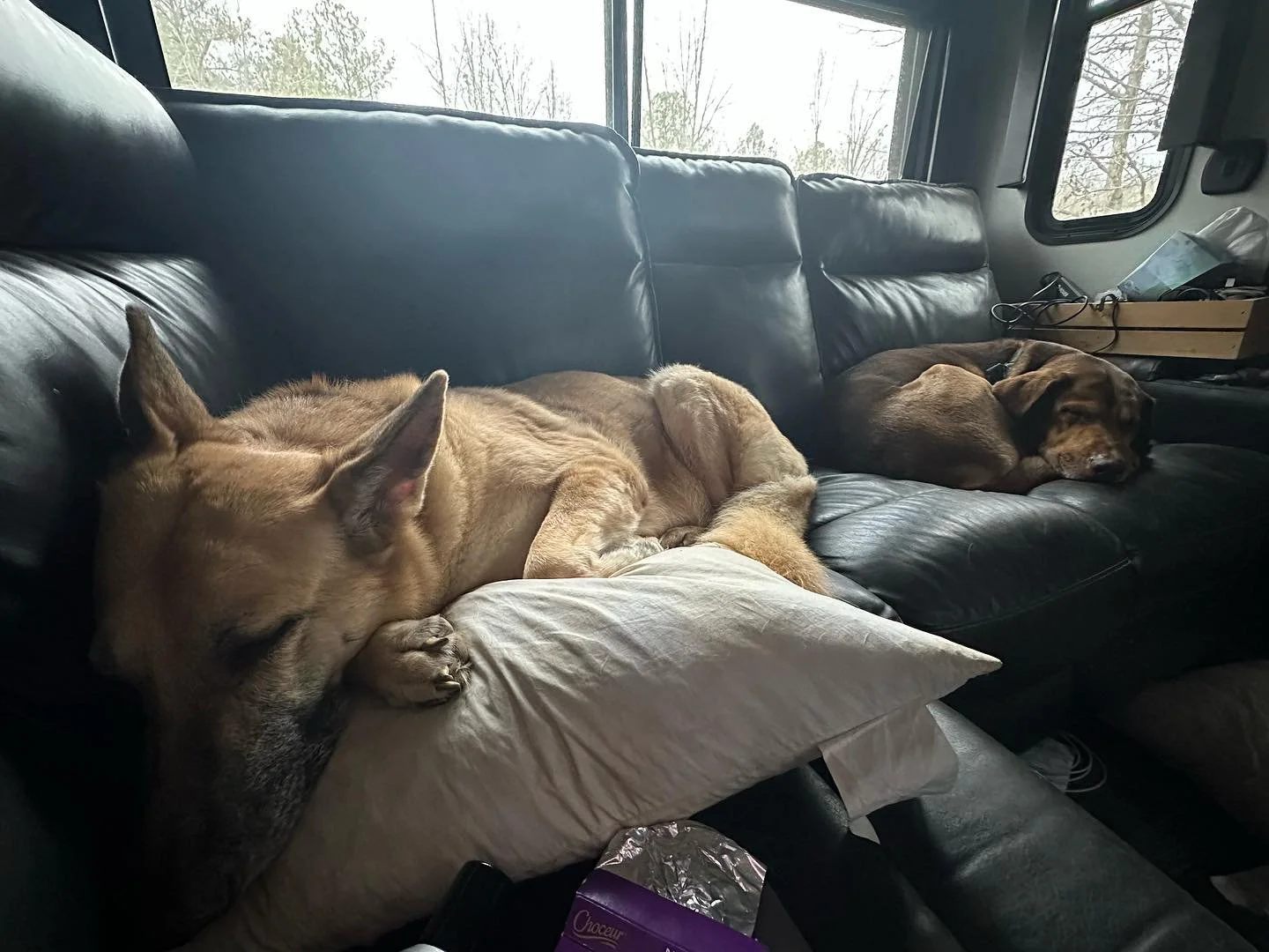 dogs.jpg