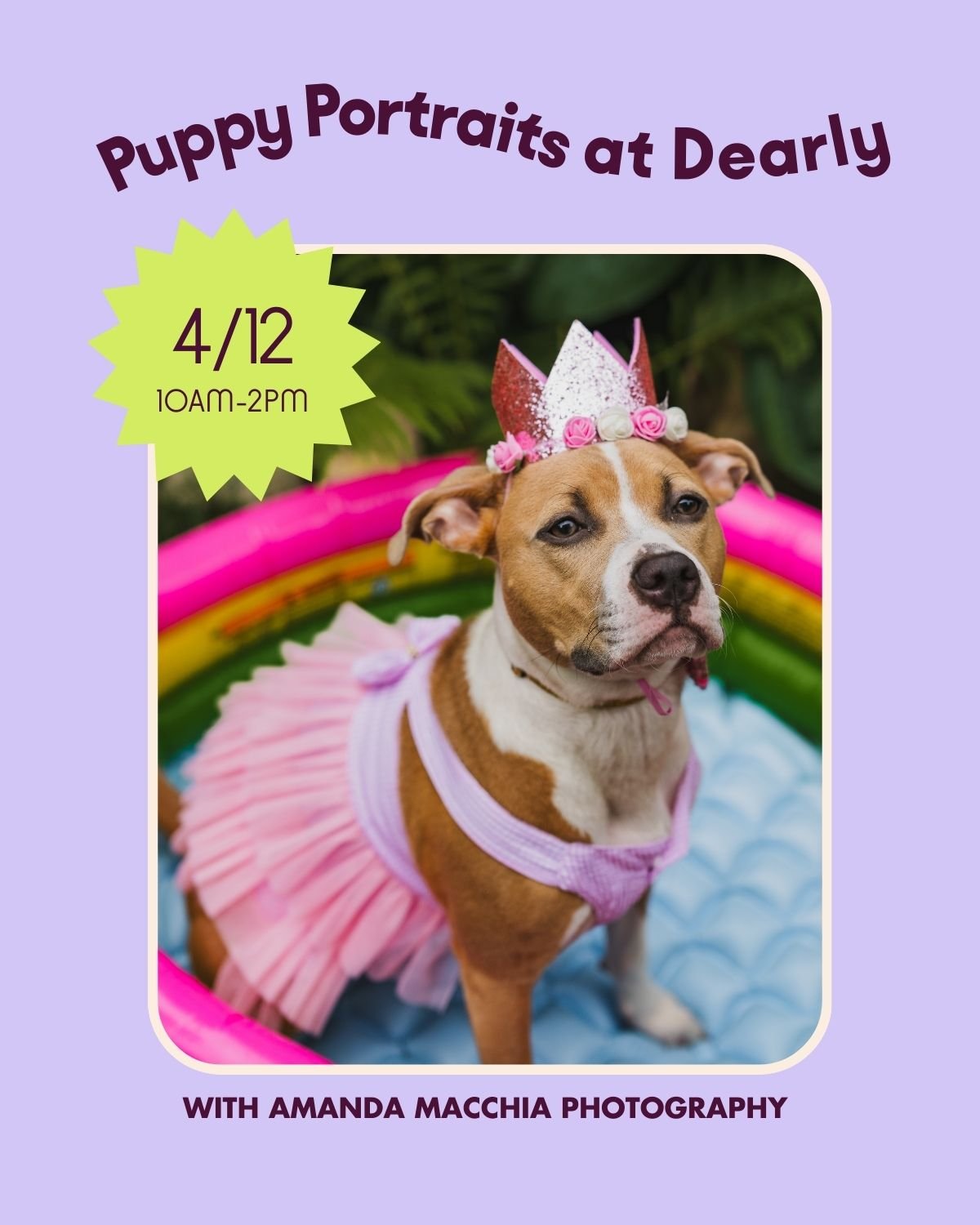 Puppy Portrait Day with Amanda Macchia