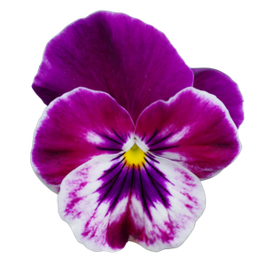 a purple pansy flower