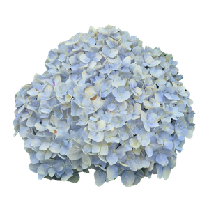 a blue hydrangea flower