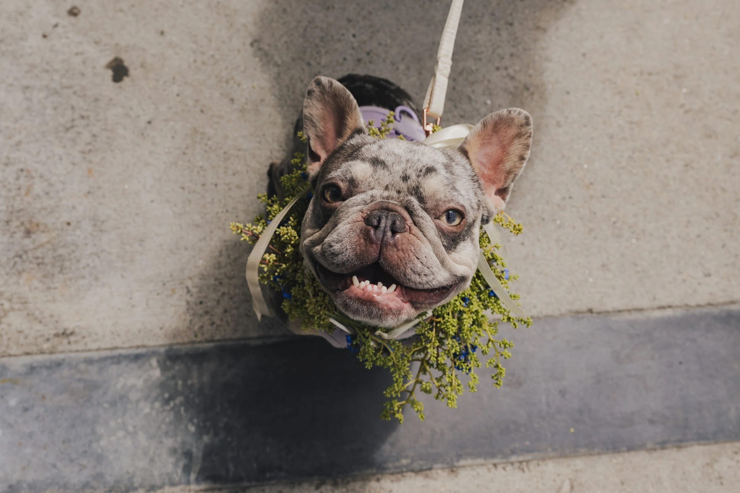  A dog looking up with a flower collar on 