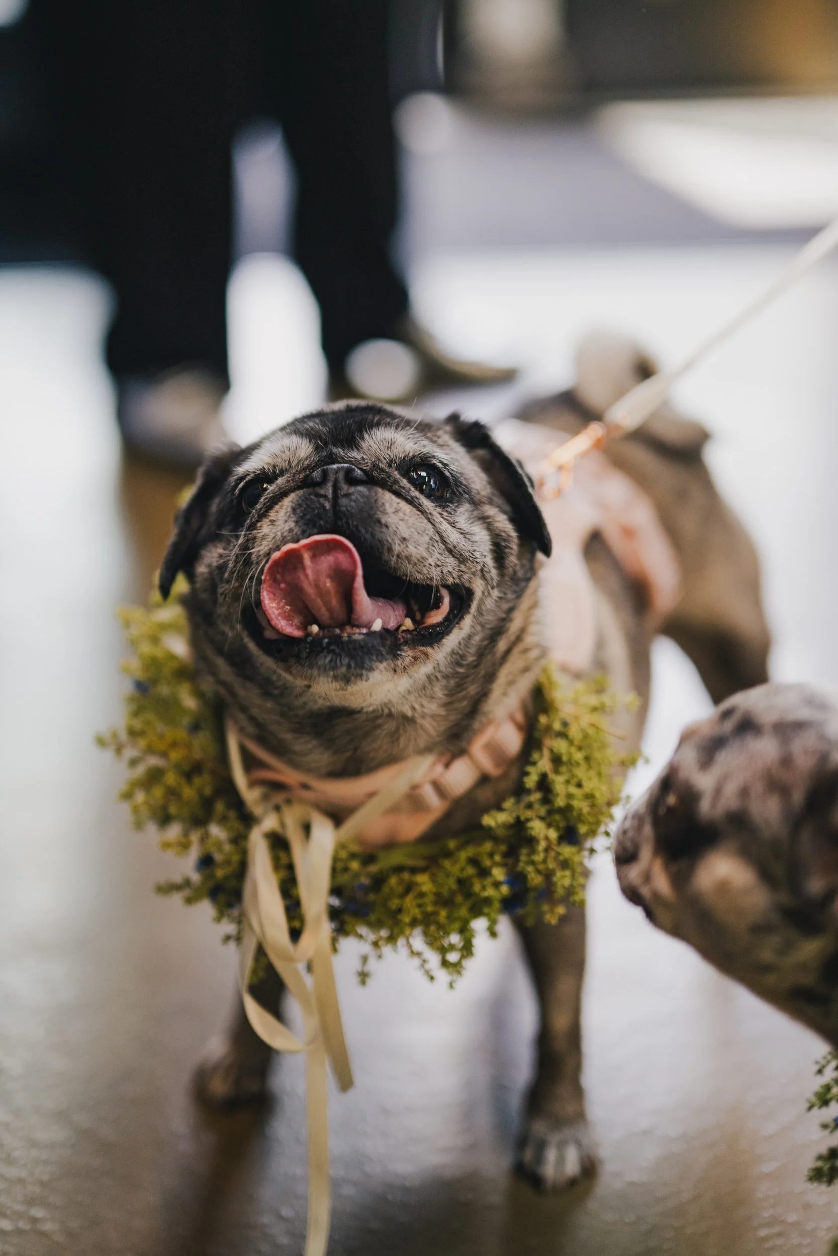  A dog with its tongue out wearing a floral collar 