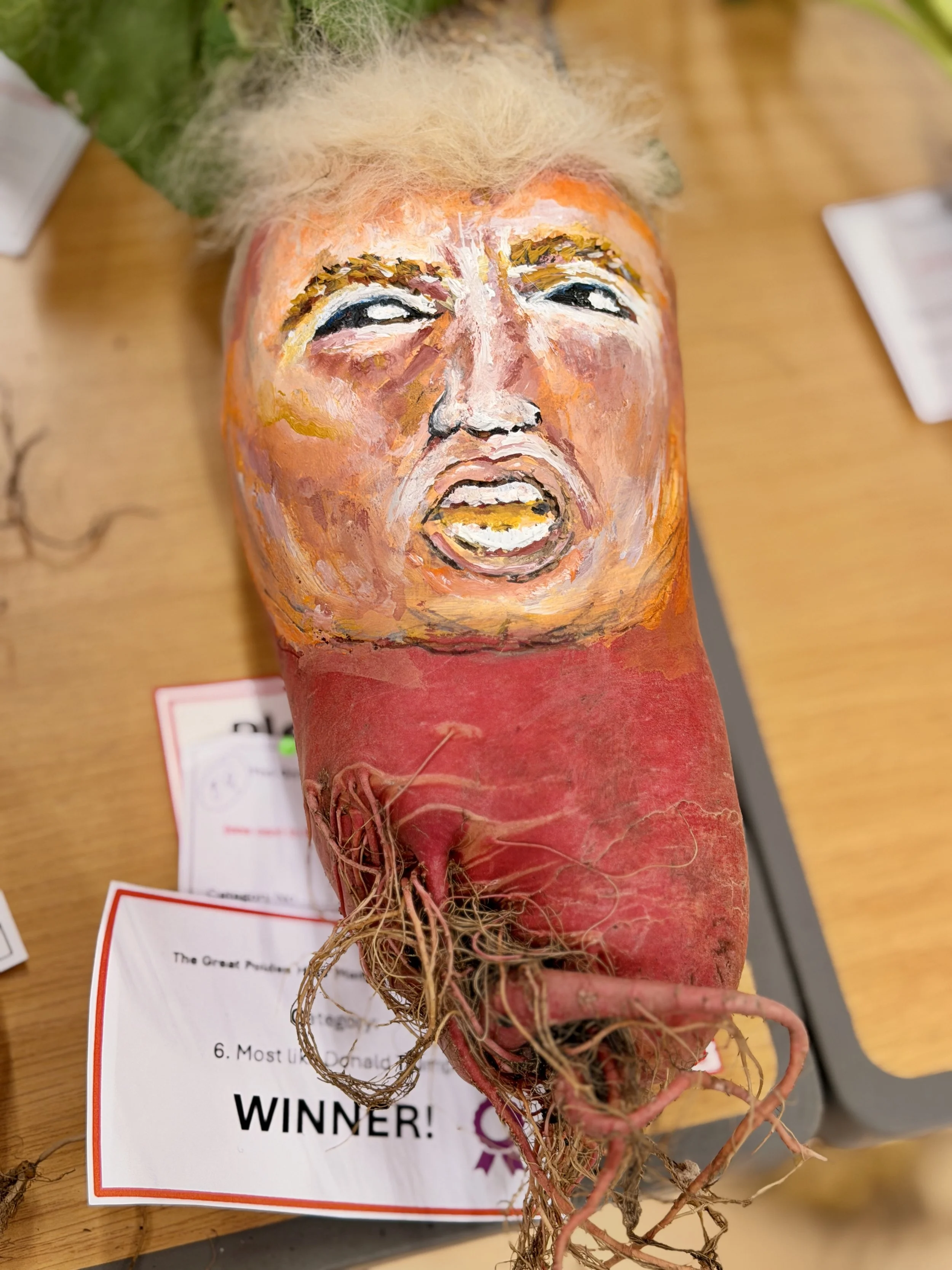 Donald Trump lookalike at The Great Polden Hills mangelwurzel day 2026